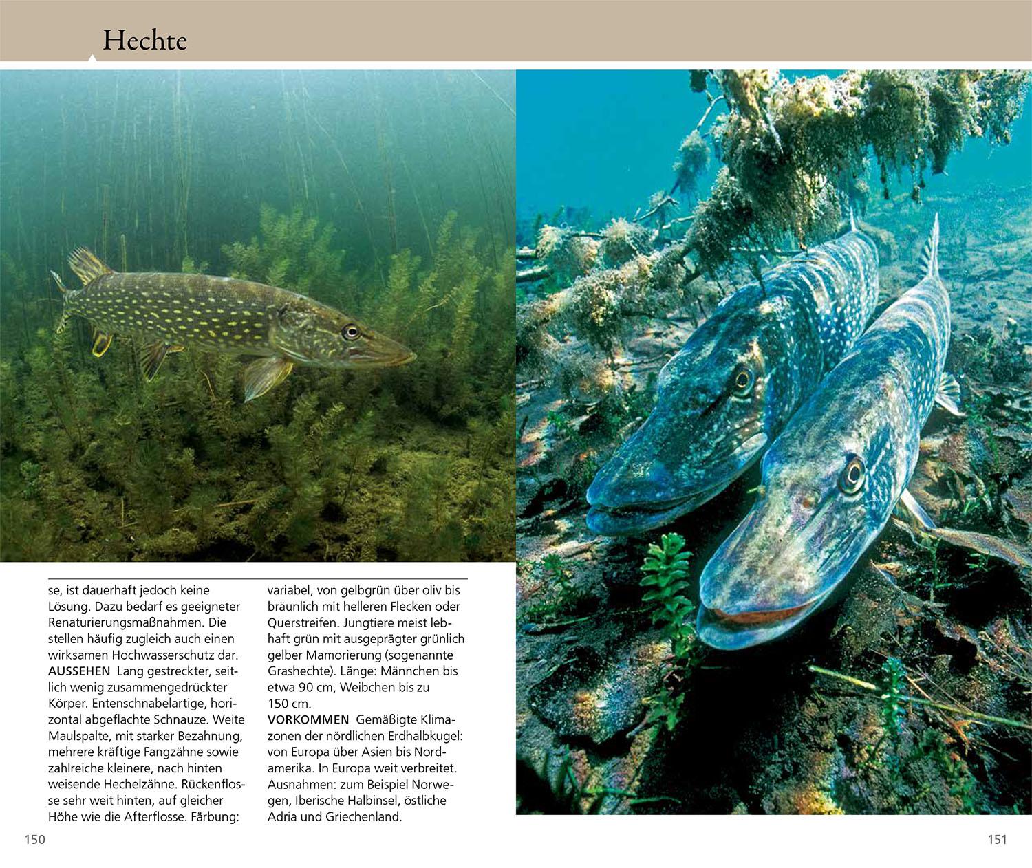 Beispielinhalt (Bild) Welcher Fisch ist das?