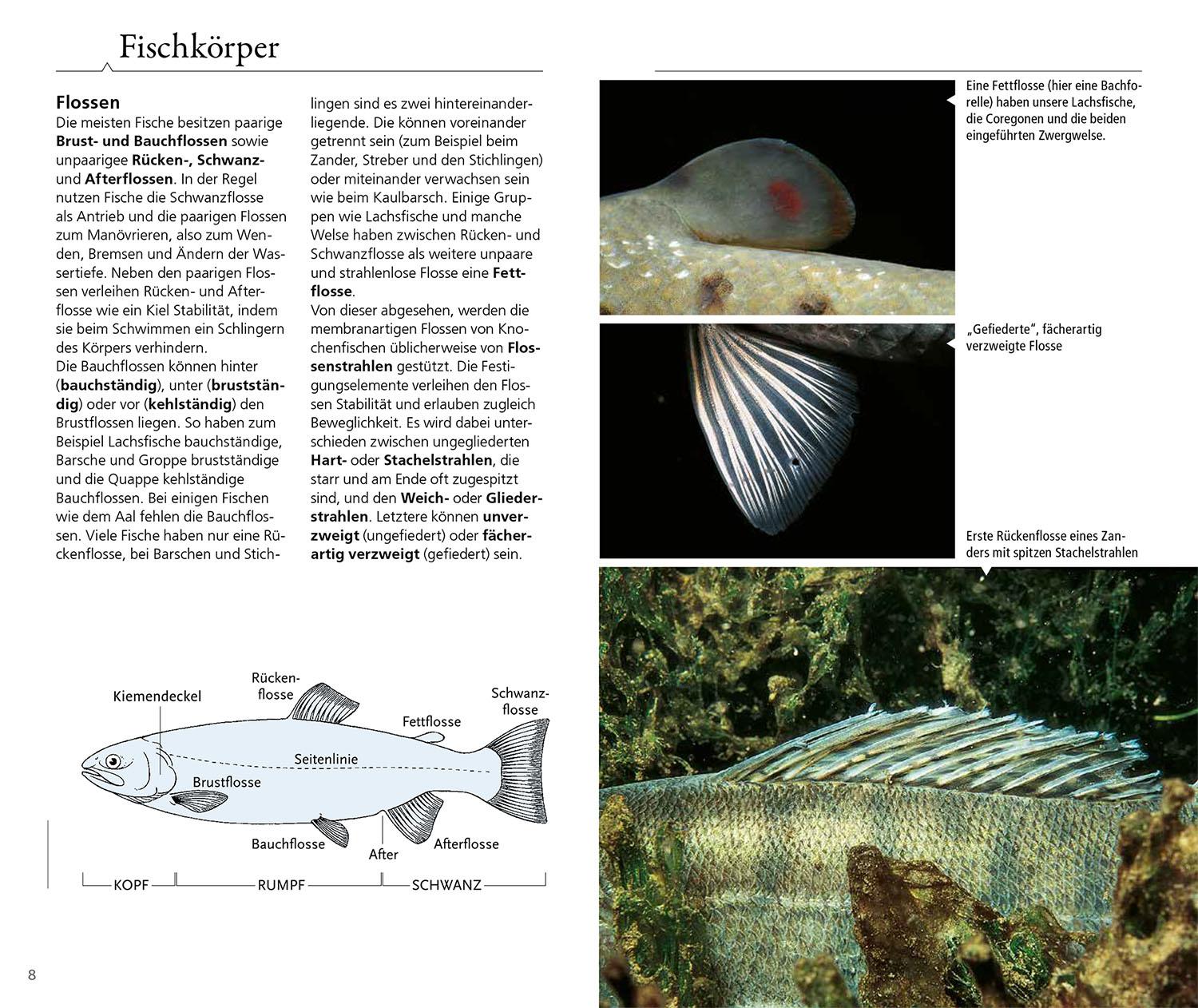 Beispielinhalt (Bild) Welcher Fisch ist das?