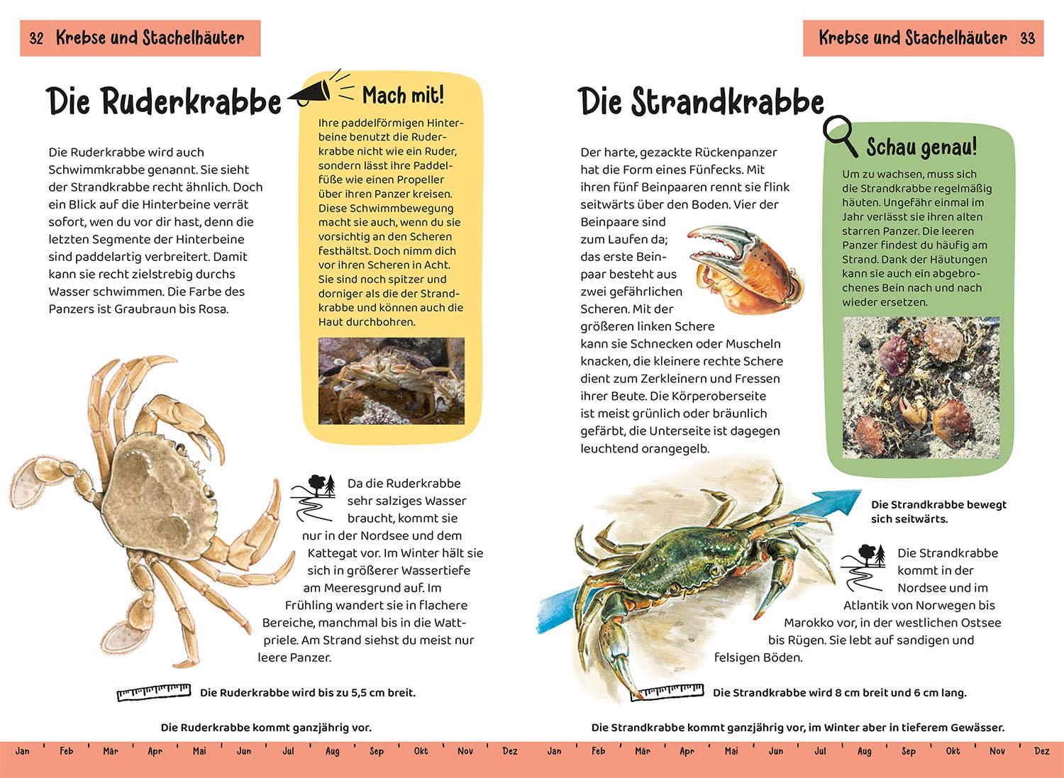 Beispielinhalt (Bild) Was lebt an Strand und Küste? Kindernaturführer