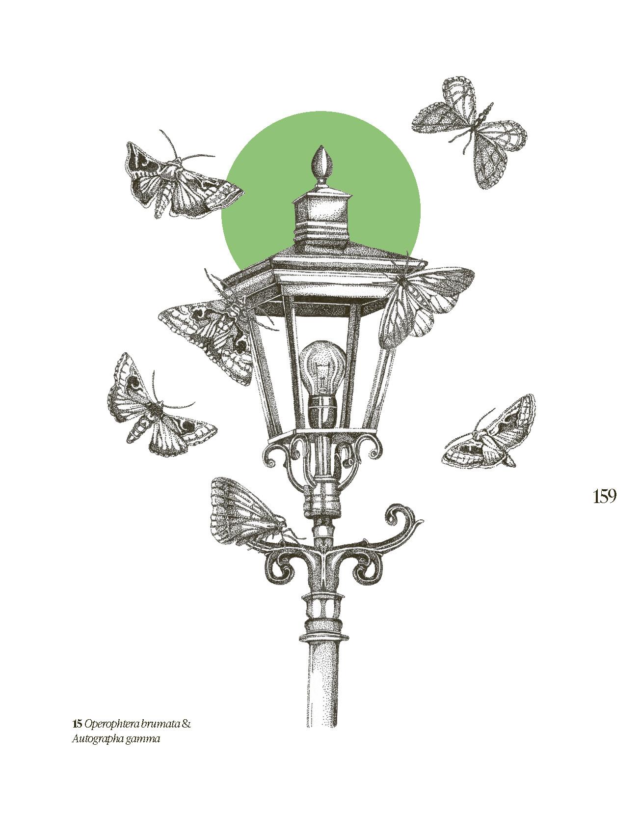 Beispielinhalt (Bild) Insektengeflüster - Über das verborgene Leben auf sechs Beinen