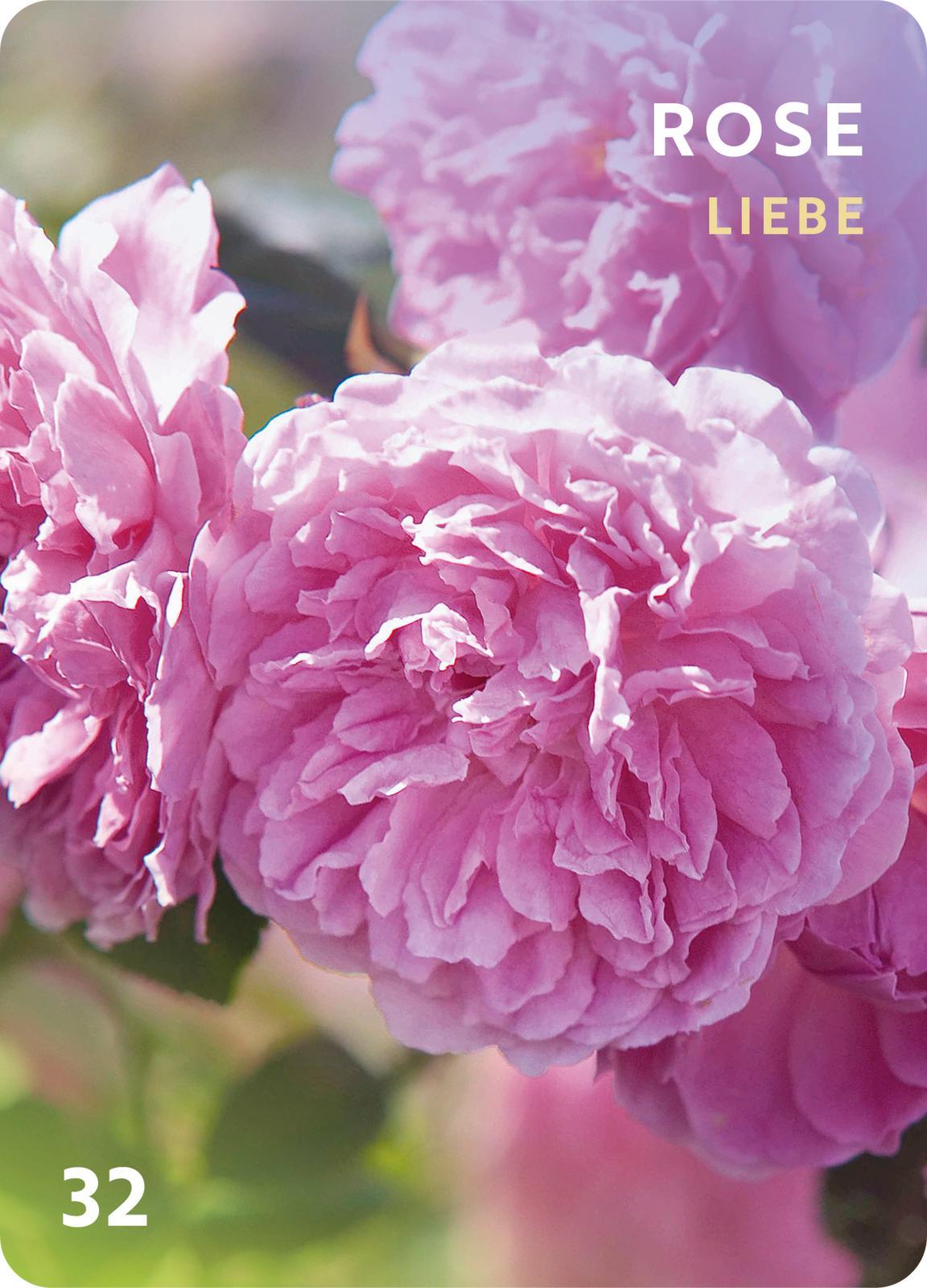 Beispielinhalt (Bild) Düfte für die Seele