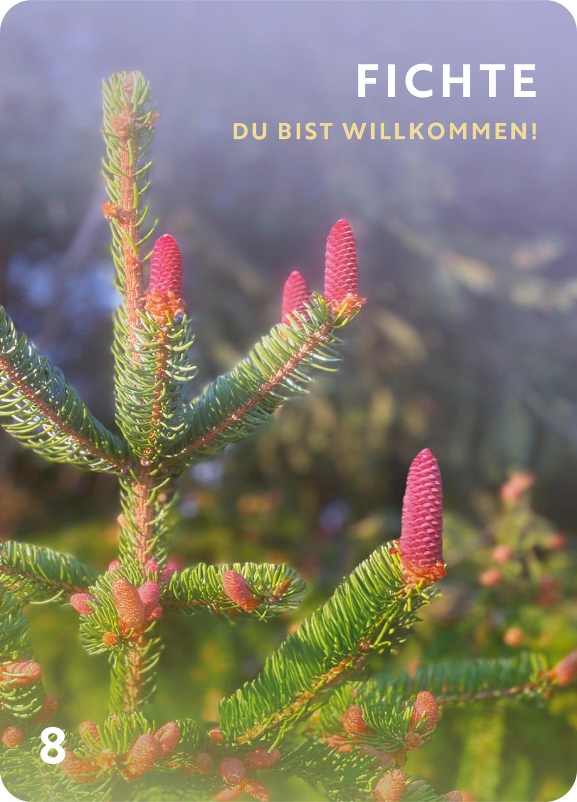 Beispielinhalt (Bild) Düfte für die Seele