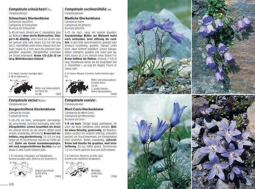 Beispielinhalt (Bild) Flora Helvetica - Illustrierte Flora der Schweiz