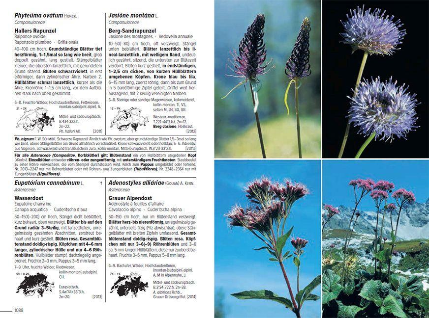 Beispielinhalt (Bild) Flora Helvetica - Illustrierte Flora der Schweiz