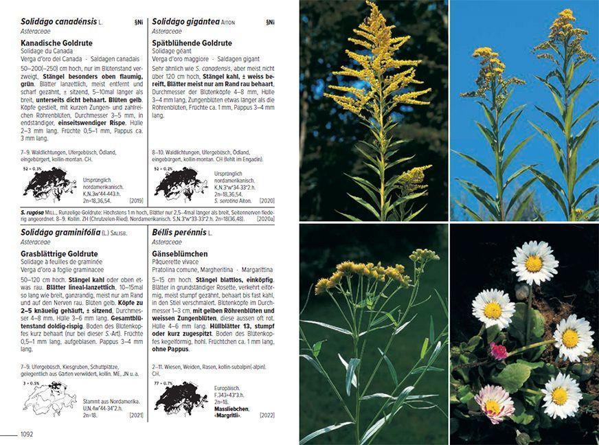 Beispielinhalt (Bild) Flora Helvetica - Illustrierte Flora der Schweiz