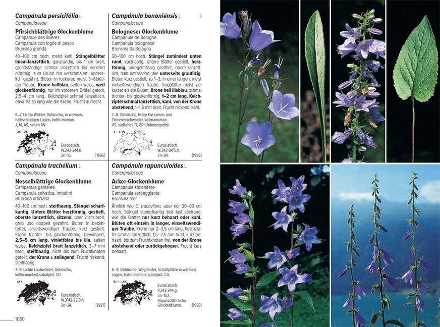Beispielinhalt (Bild) Flora Helvetica - Illustrierte Flora der Schweiz