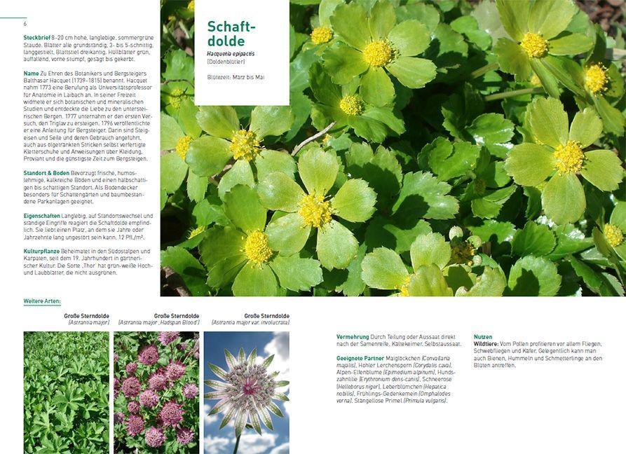 Beispielinhalt (Bild) Kletterpflanzen und Bodendecker