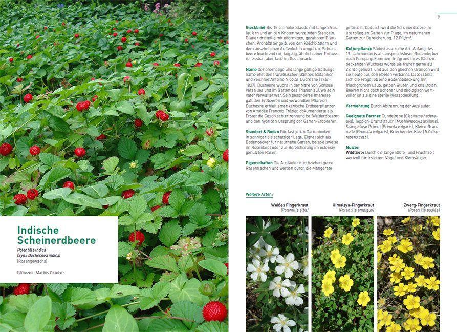 Beispielinhalt (Bild) Kletterpflanzen und Bodendecker