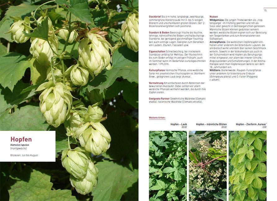 Beispielinhalt (Bild) Kletterpflanzen und Bodendecker