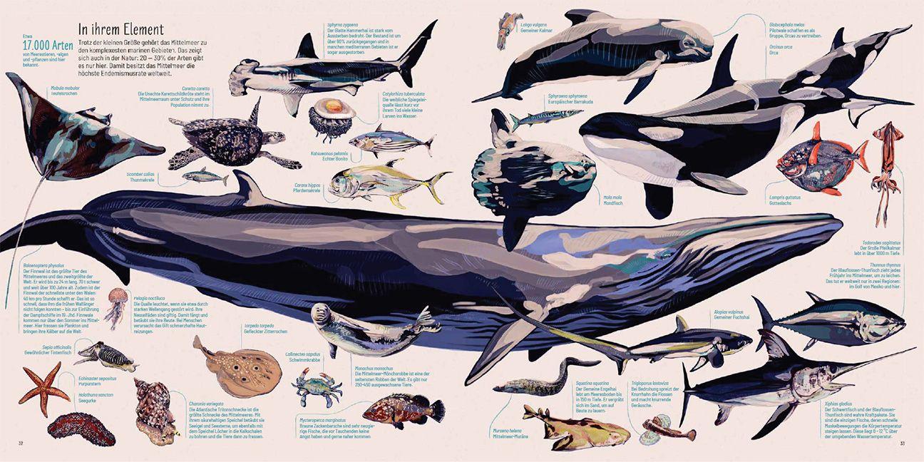 Beispielinhalt (Bild) Mittelmeer