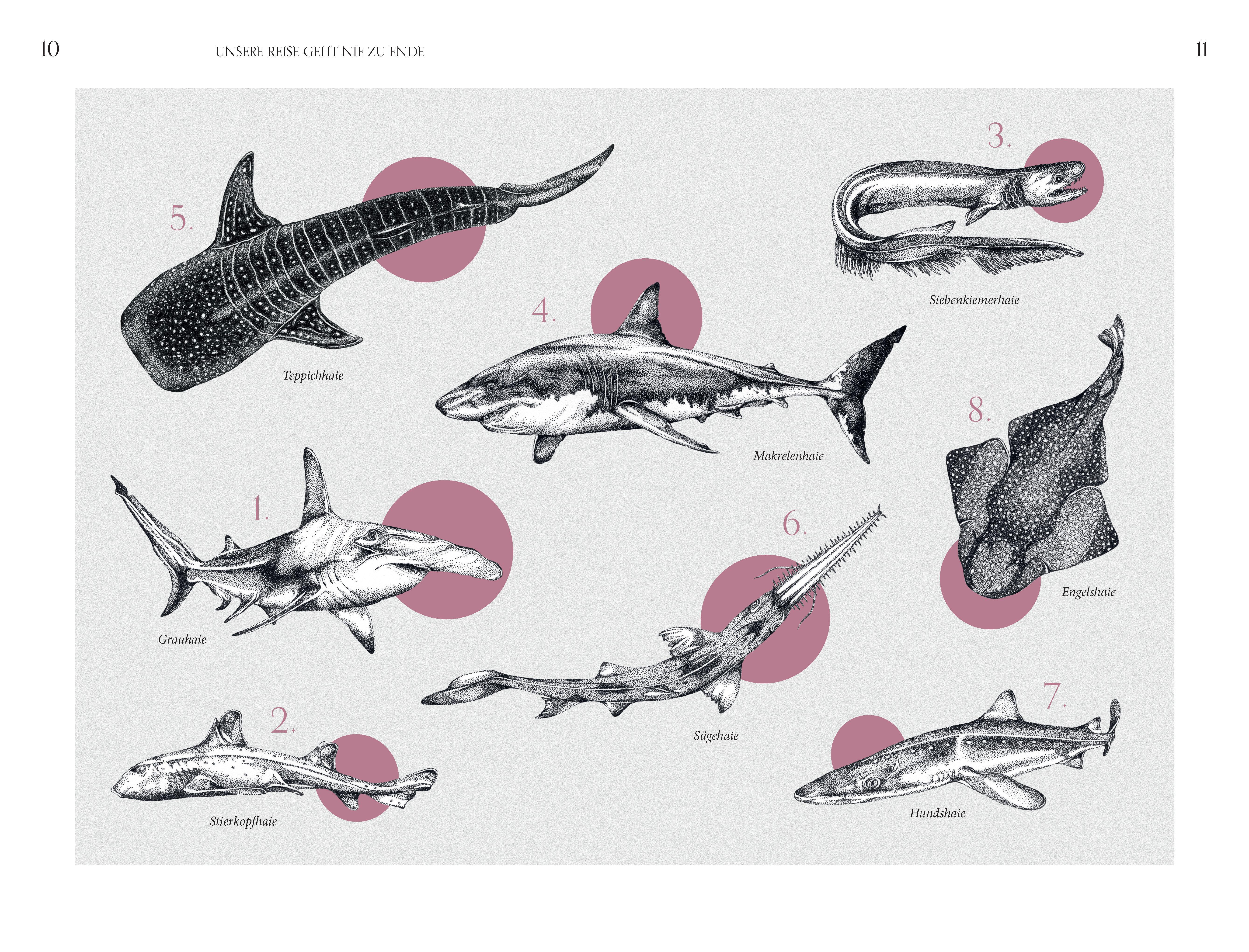Beispielinhalt (Bild) Faszination Haie - Wächter der Meere