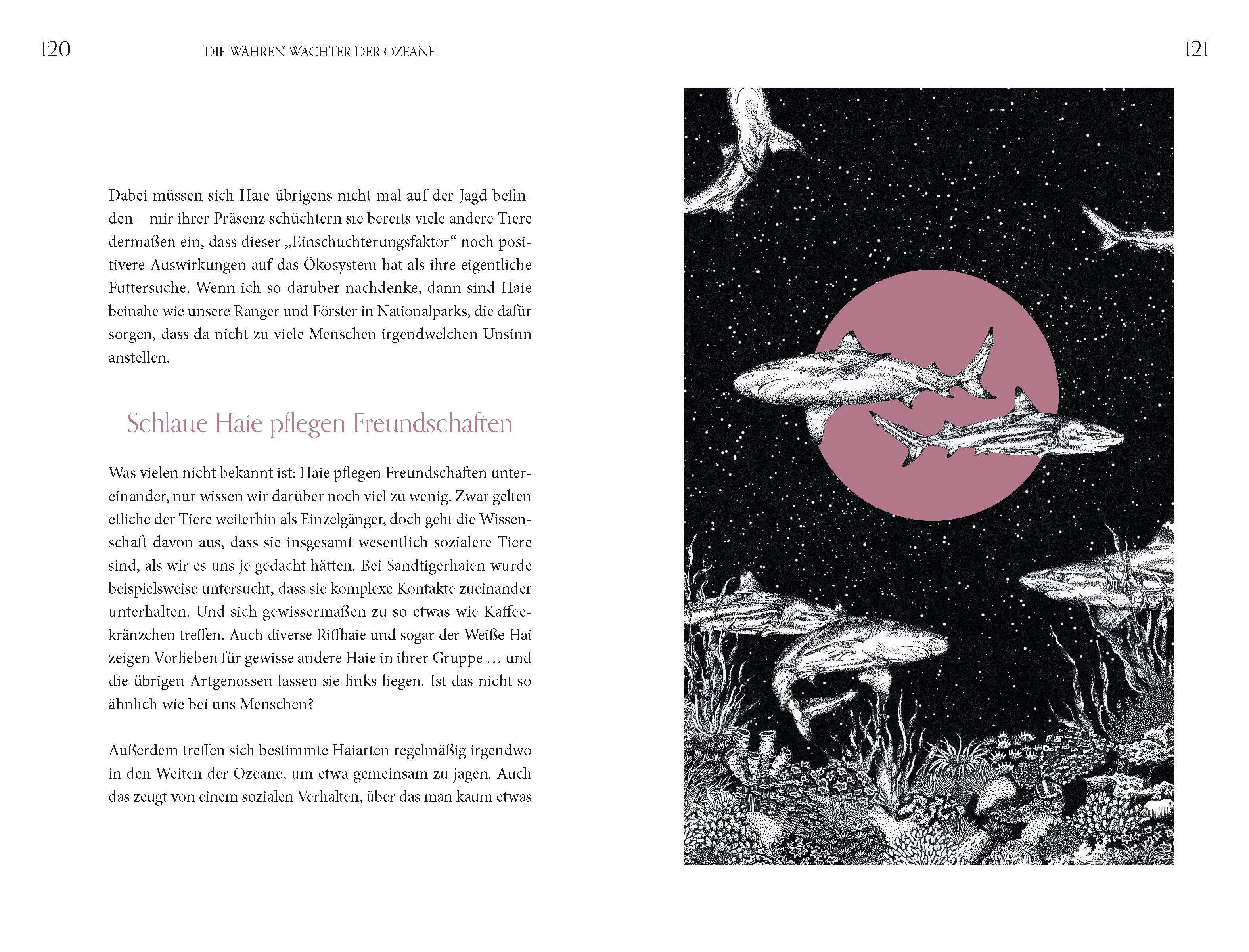 Beispielinhalt (Bild) Faszination Haie - Wächter der Meere