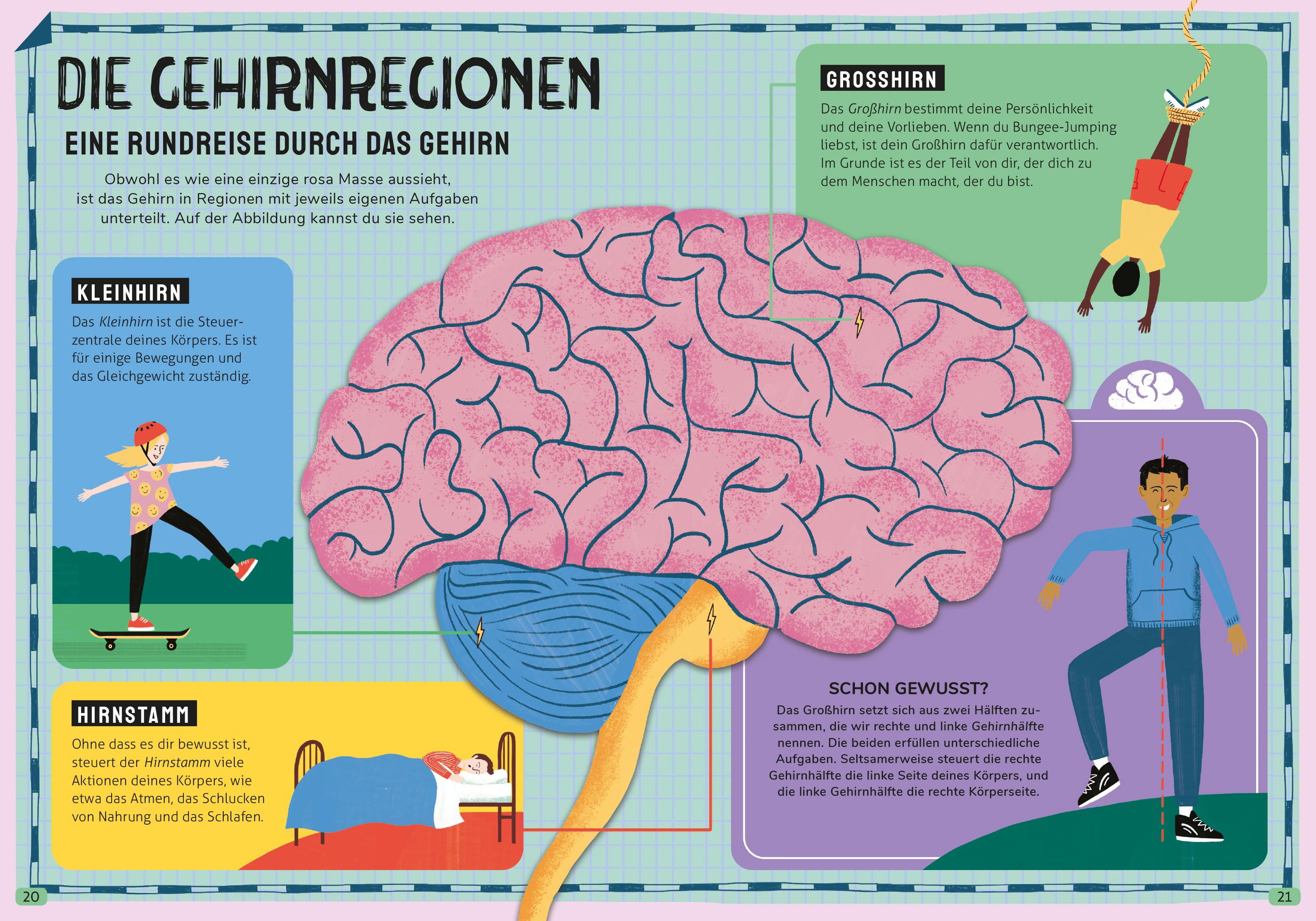 Beispielinhalt (Bild) In den Kopf geschaut - Was das Gehirn alles kann