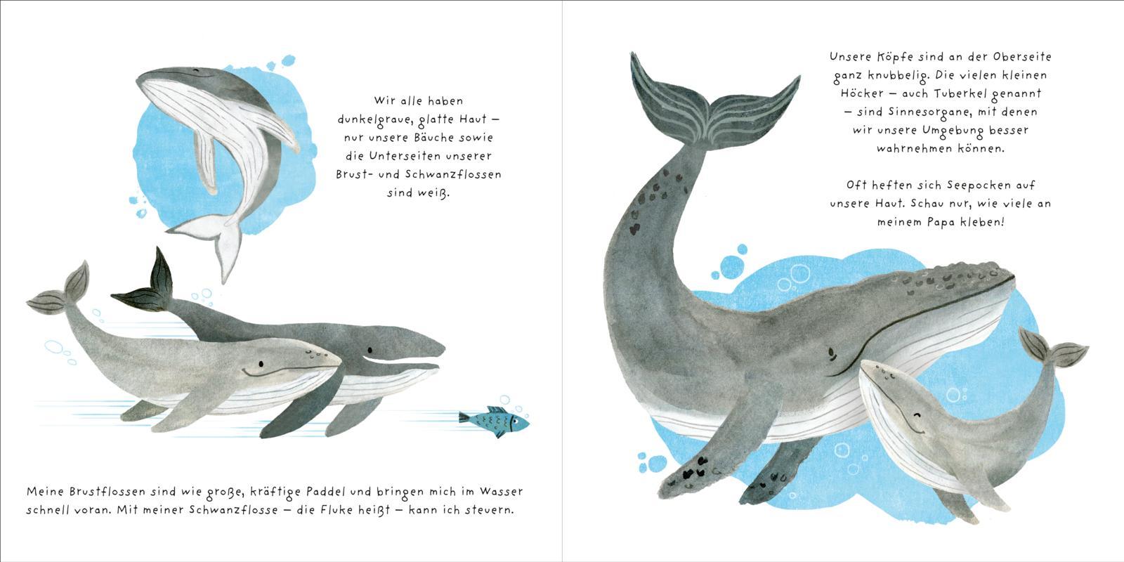 Beispielinhalt (Bild) Kleine Tiere werden groß - Der Wal