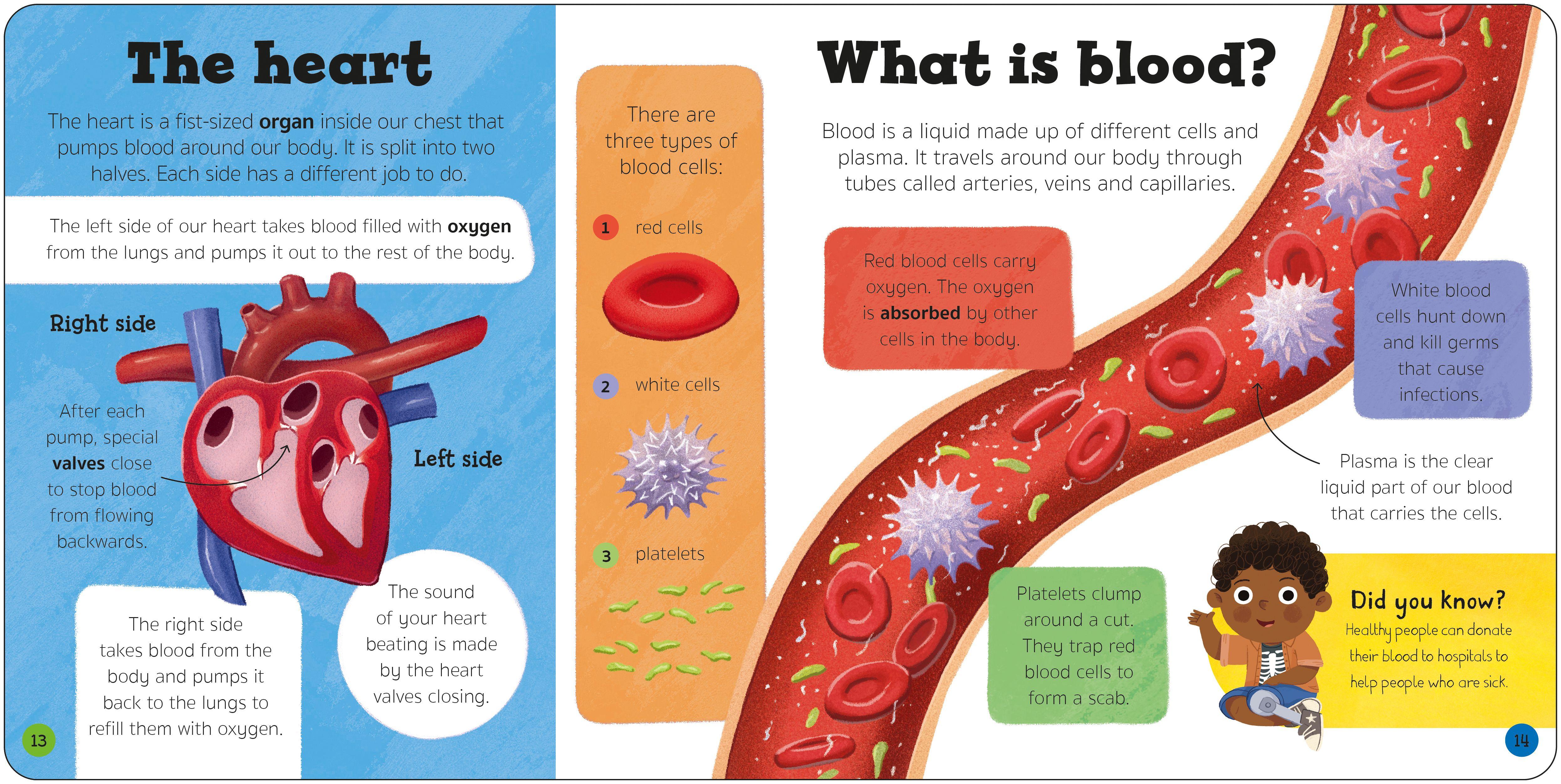 Beispielinhalt (Bild) Priddy Explorers Human Body