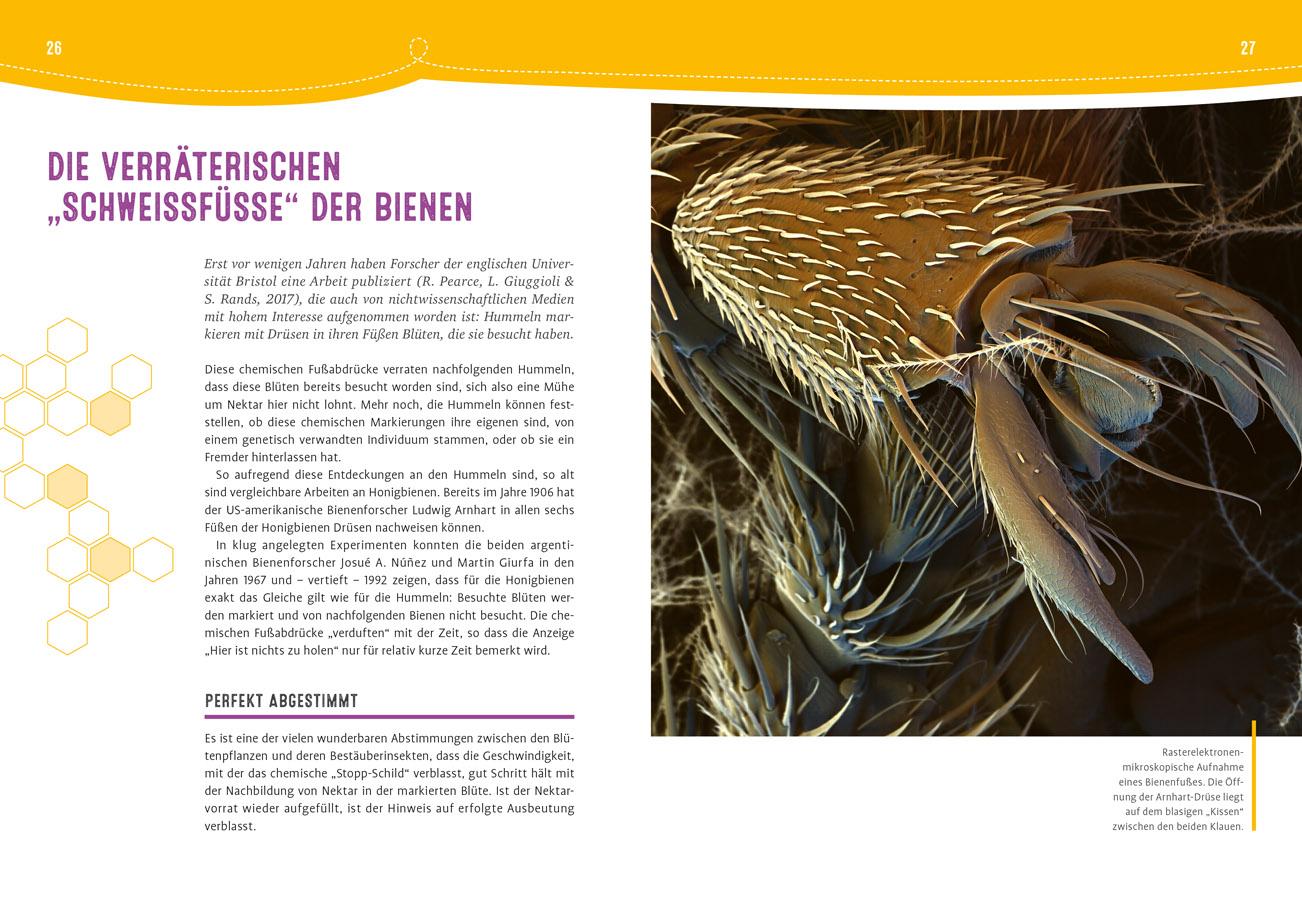 Beispielinhalt (Bild) Auch Bienen haben Schweißfüße