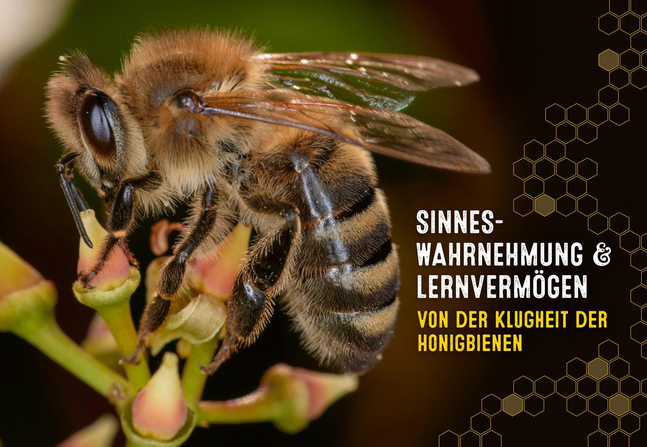 Beispielinhalt (Bild) Auch Bienen haben Schweißfüße