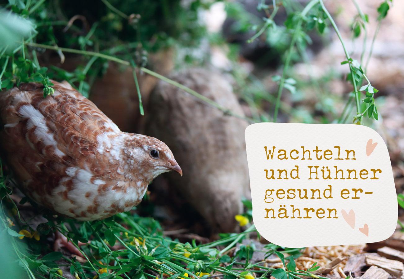 Beispielinhalt (Bild) Was sucht das Huhn im Kräuterbeet?