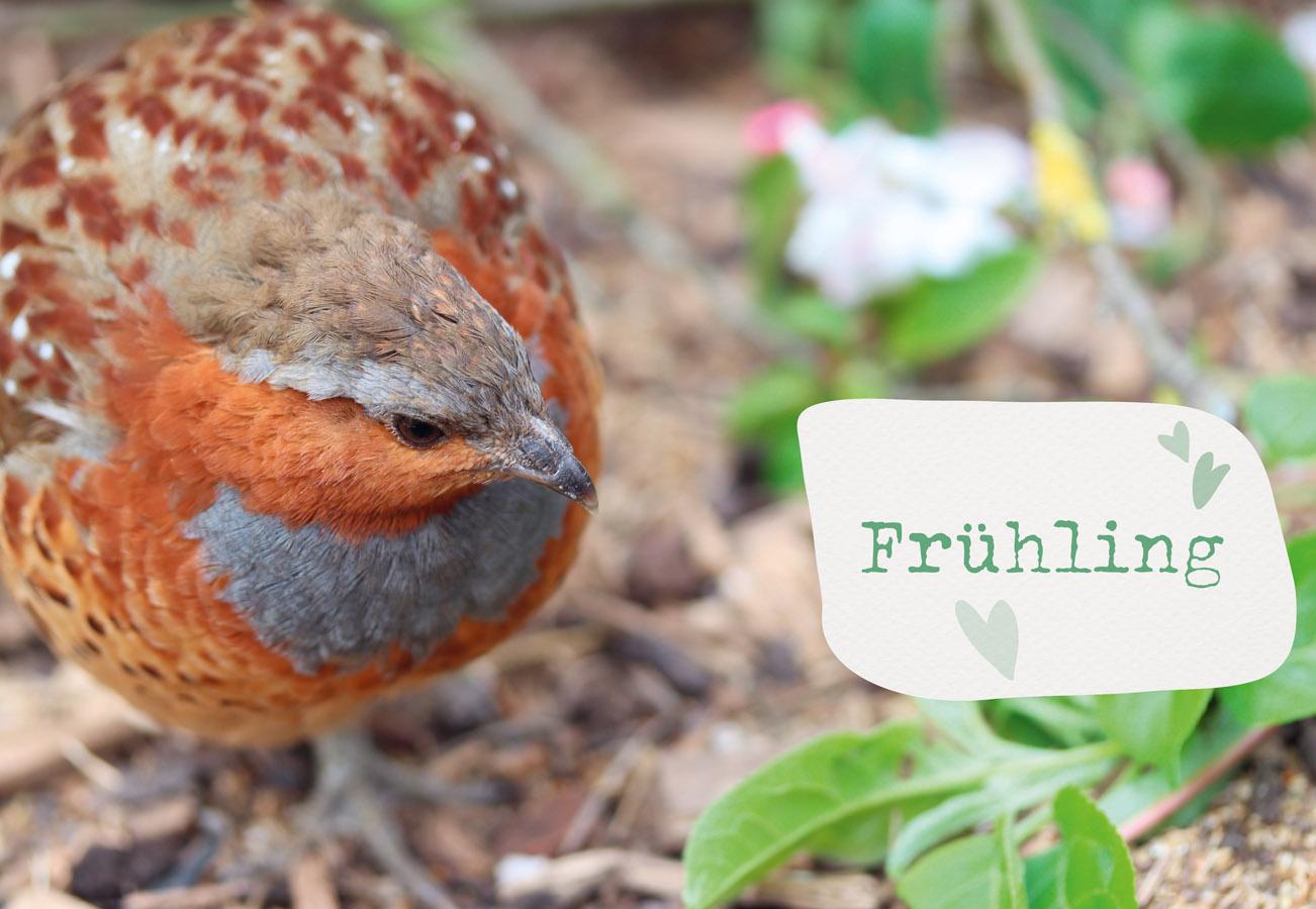 Beispielinhalt (Bild) Was sucht das Huhn im Kräuterbeet?