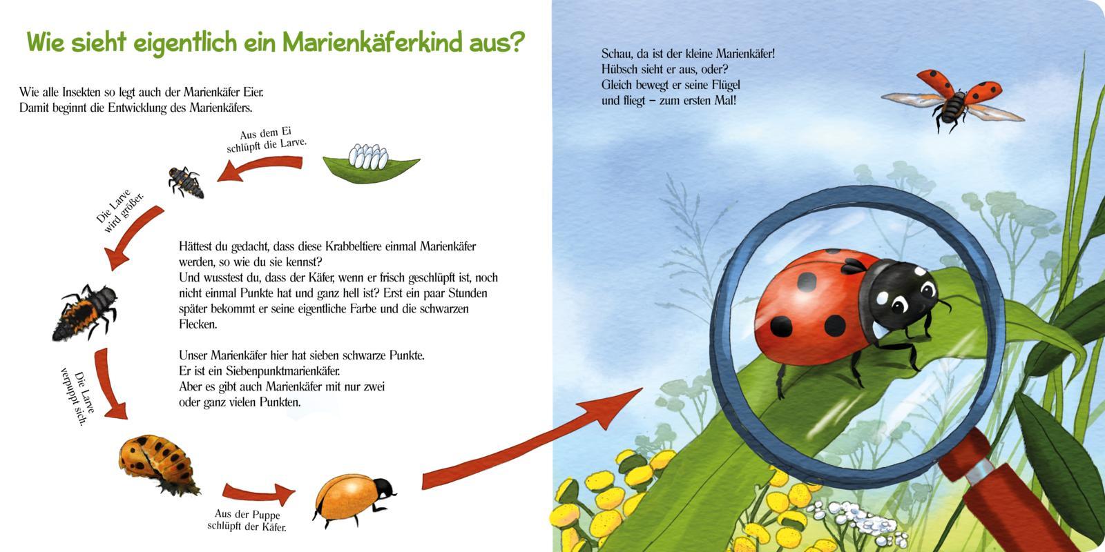 Beispielinhalt (Bild) Pass gut auf den kleinen Marienkäfer auf