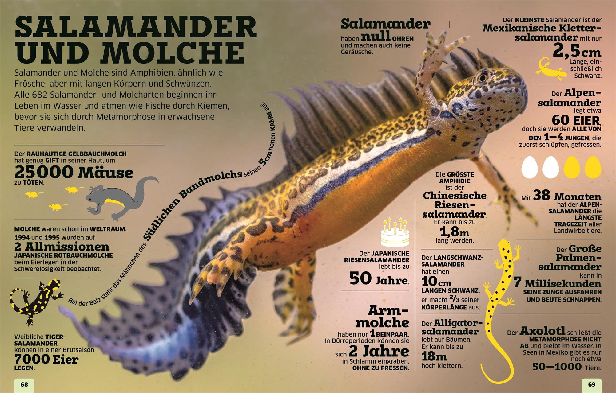Beispielinhalt (Bild) Unsere Welt in Zahlen. Tiere