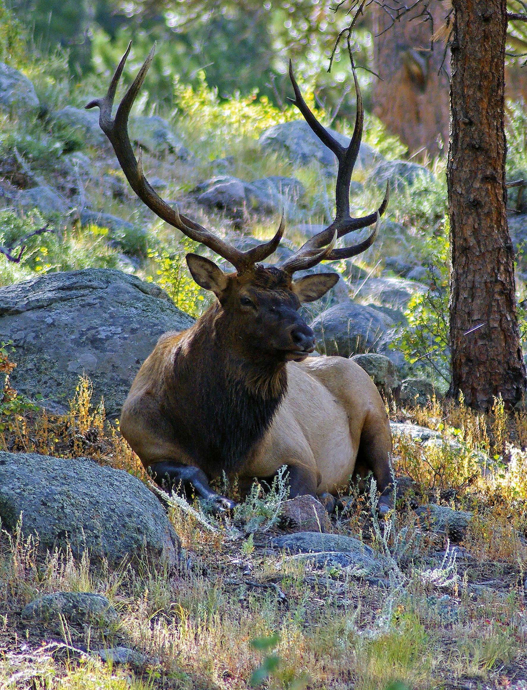 Beispielinhalt (Bild) Hunting - The Ultimate Book