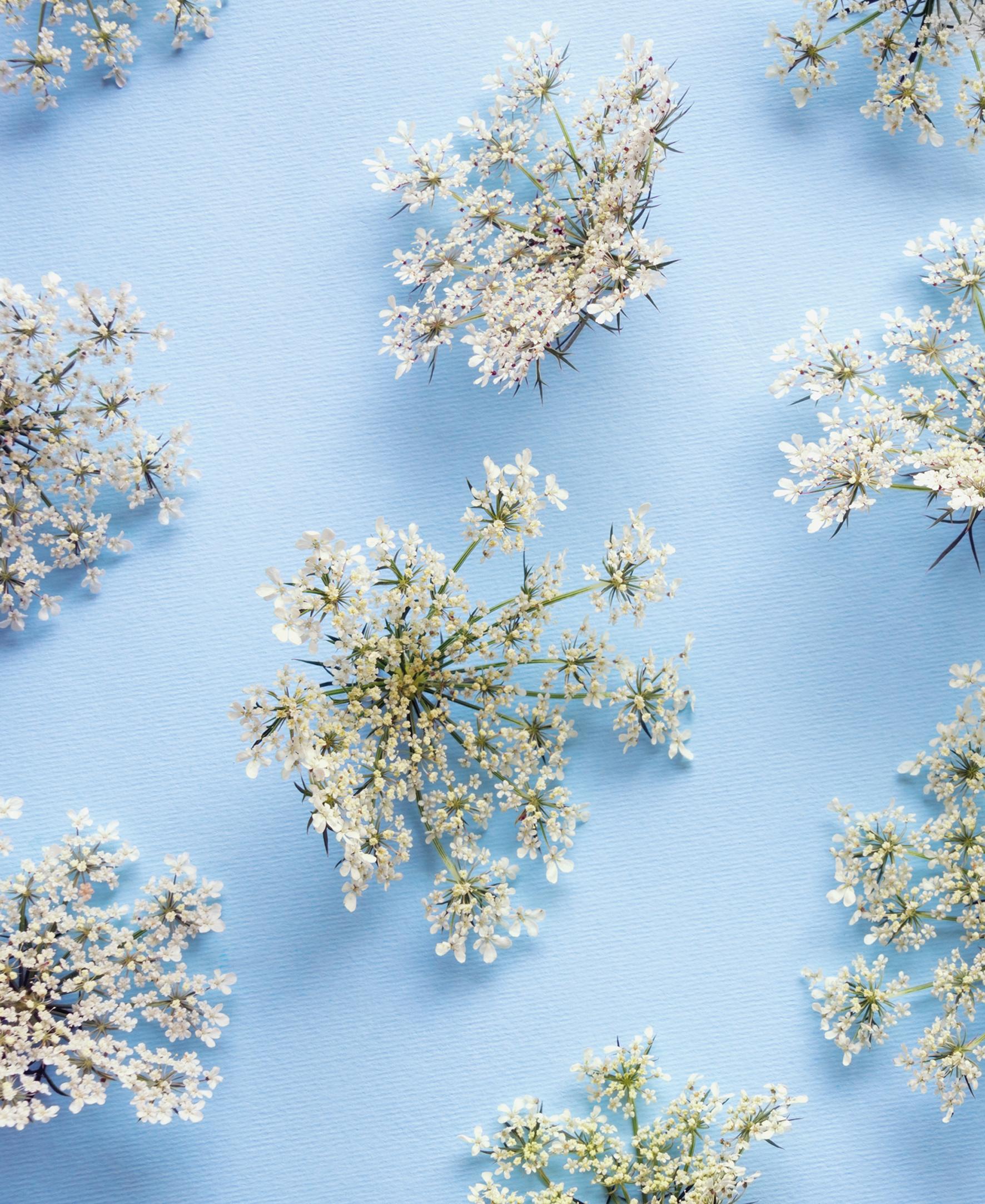 Beispielinhalt (Bild) Floramour: Wildblumen