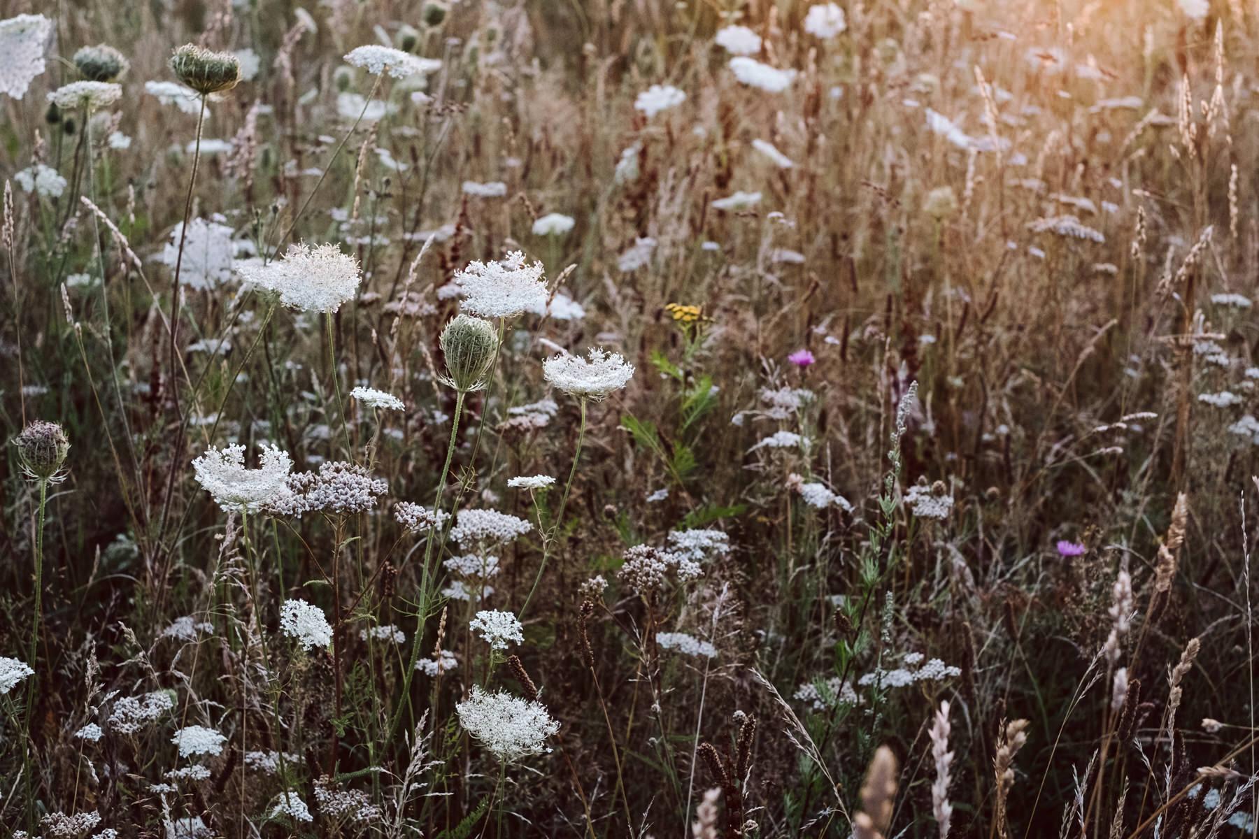 Beispielinhalt (Bild) Zu den Wiesen