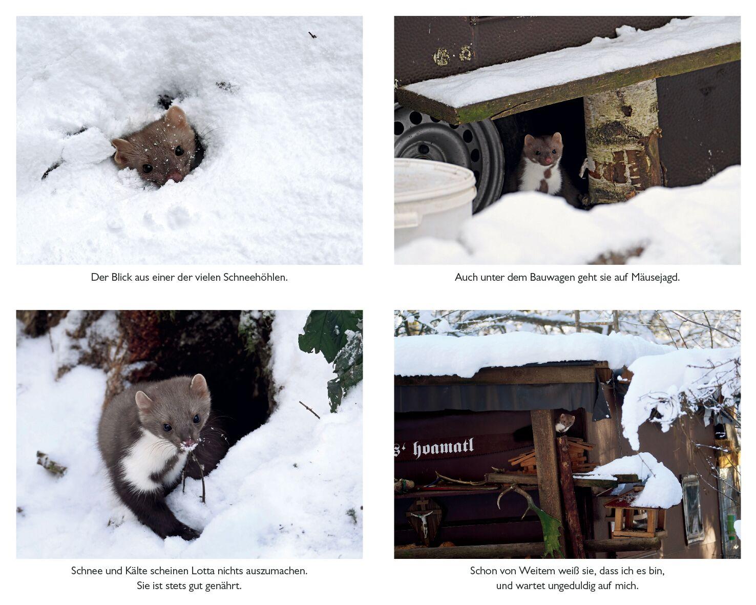 Beispielinhalt (Bild) Lotta Mardermädchen