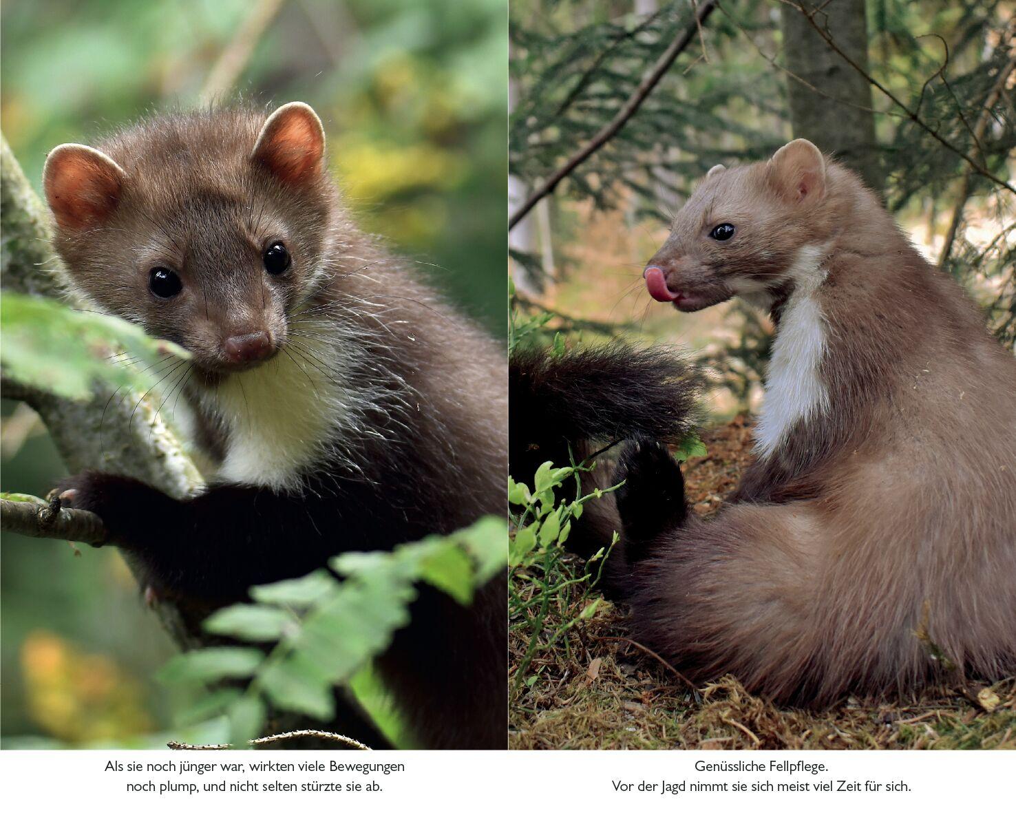 Beispielinhalt (Bild) Lotta Mardermädchen