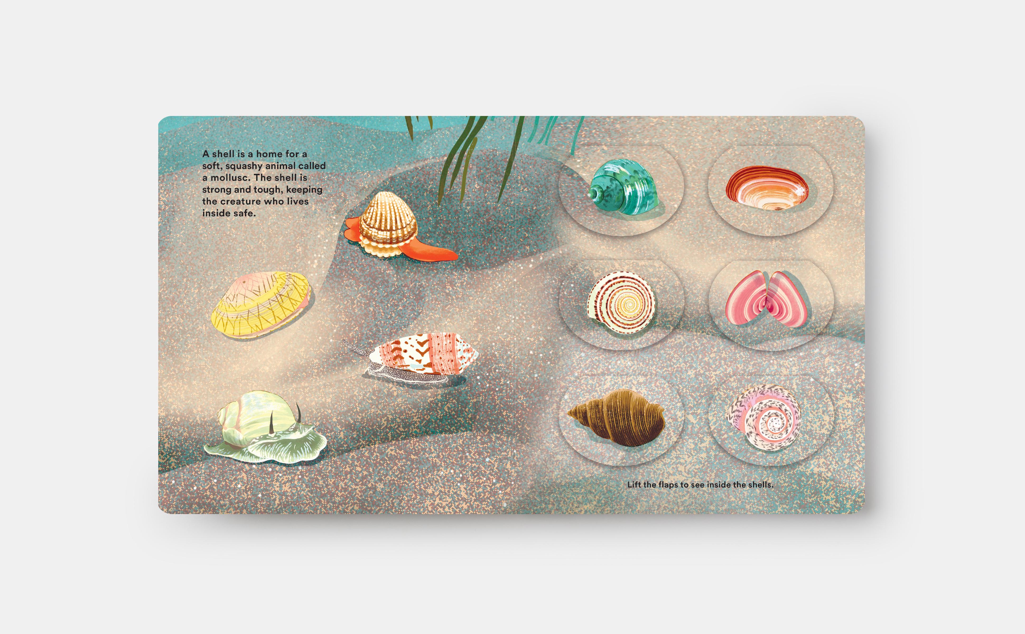 Beispielinhalt (Bild) Shells... and What They Hide Inside