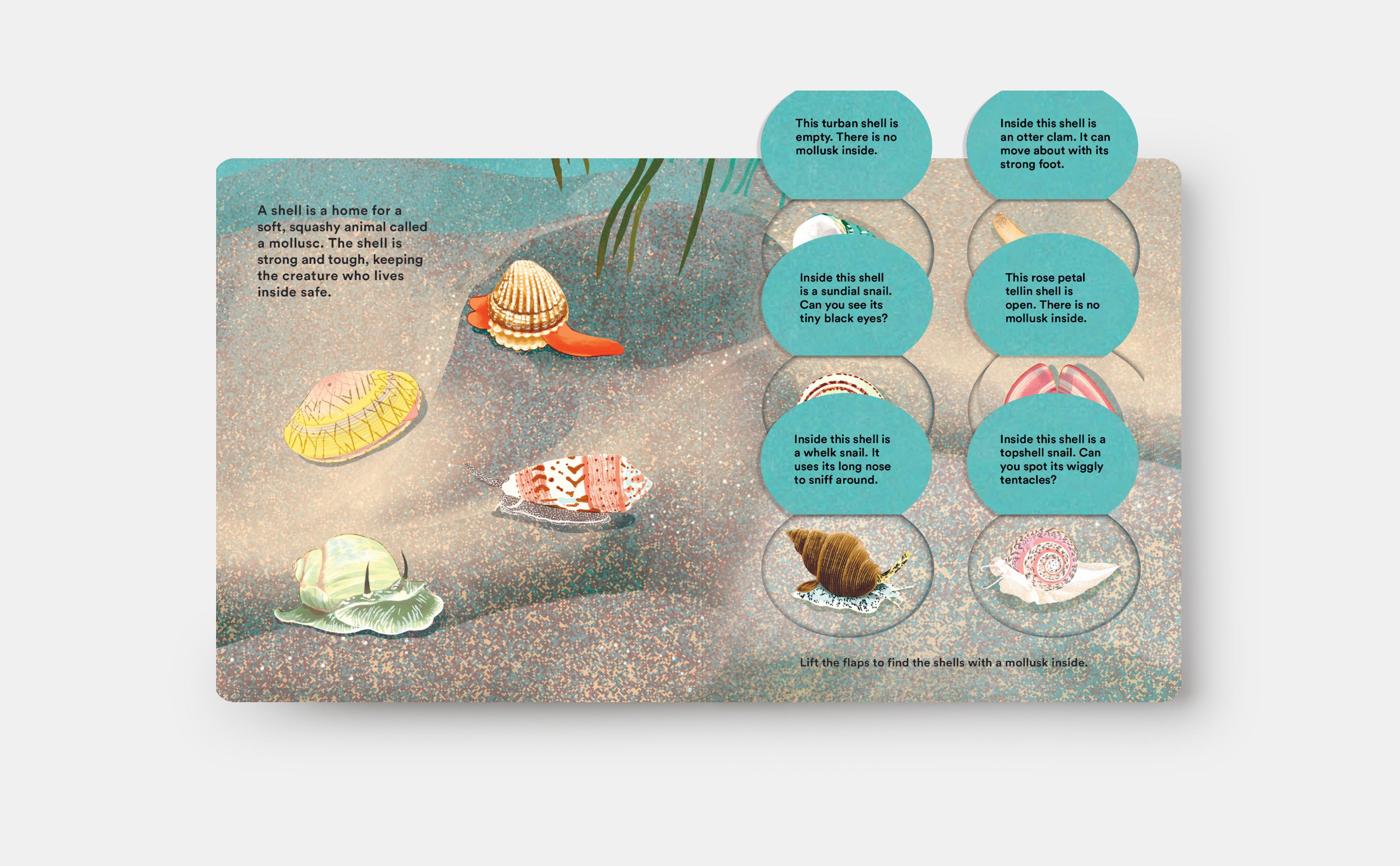 Beispielinhalt (Bild) Shells... and What They Hide Inside