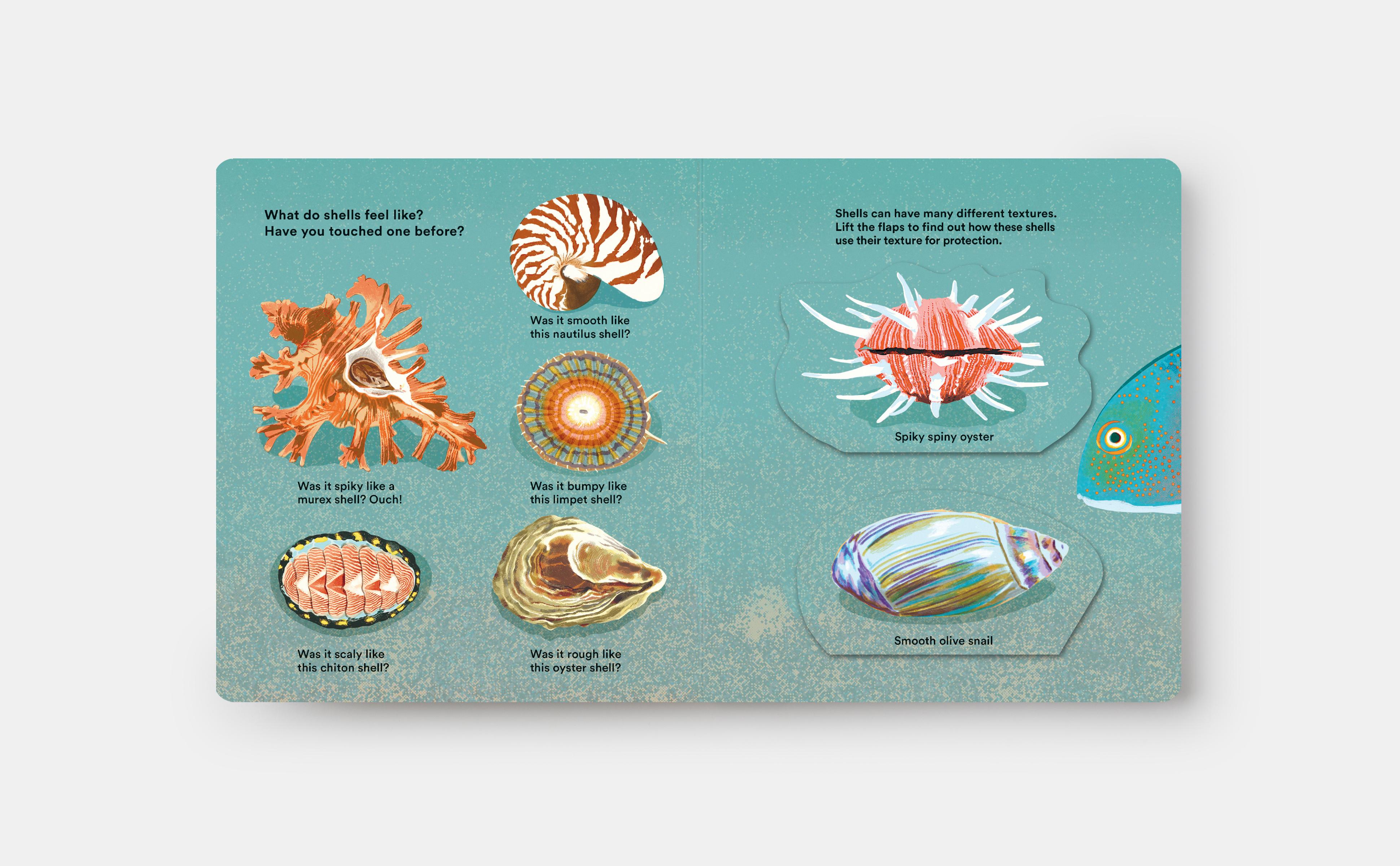 Beispielinhalt (Bild) Shells... and What They Hide Inside