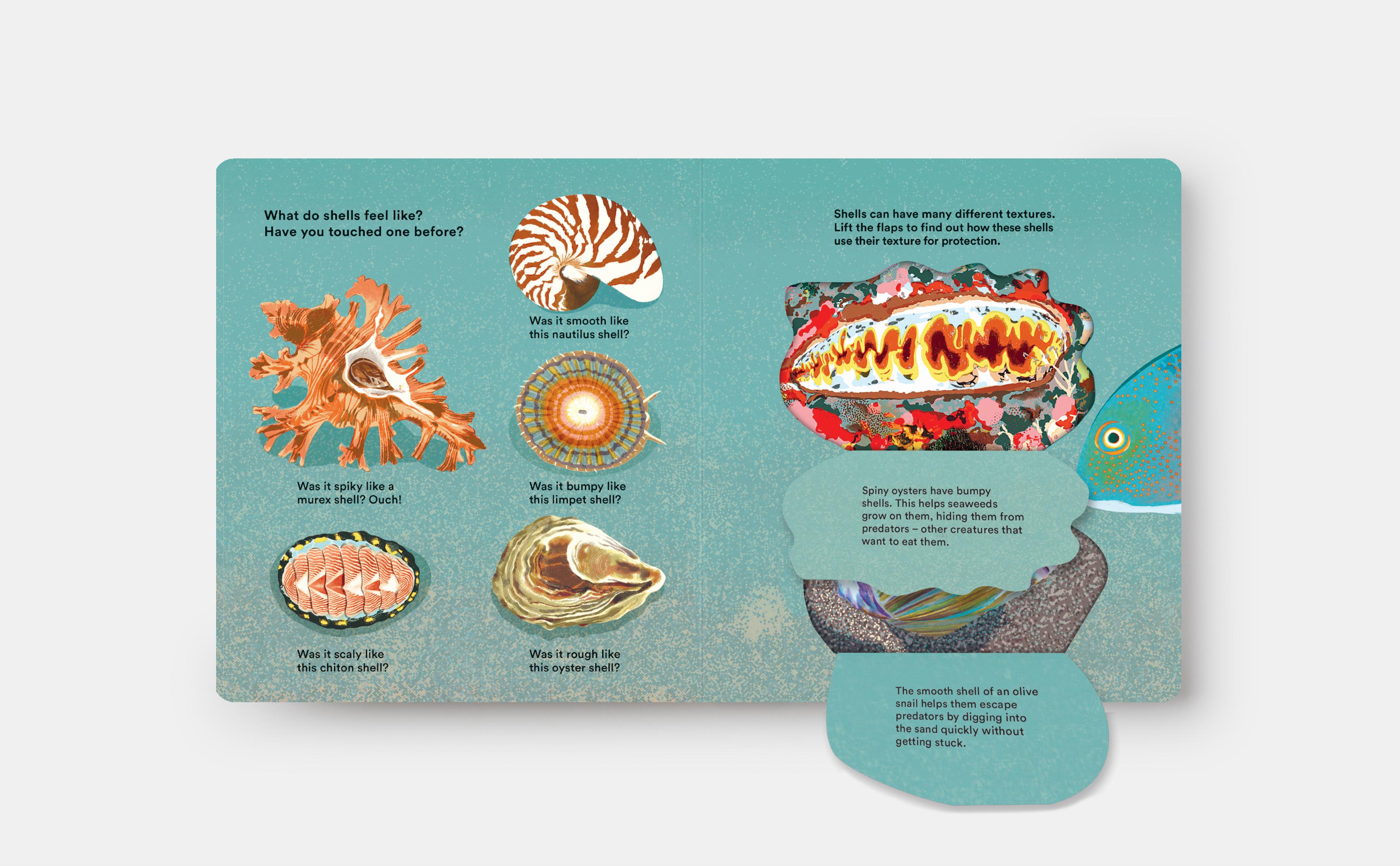 Beispielinhalt (Bild) Shells... and What They Hide Inside