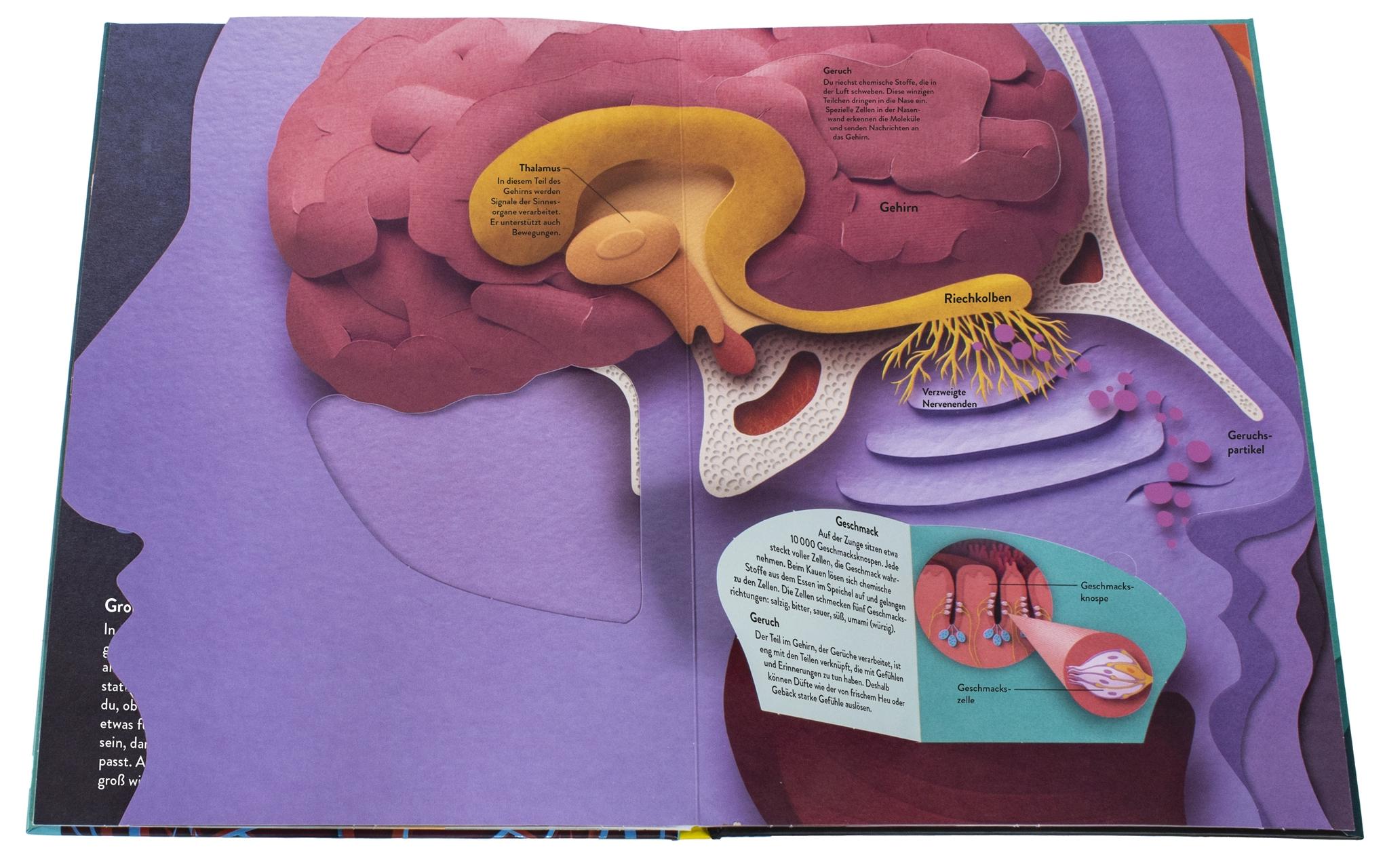 Beispielinhalt (Bild) Wissenswelten. Körper