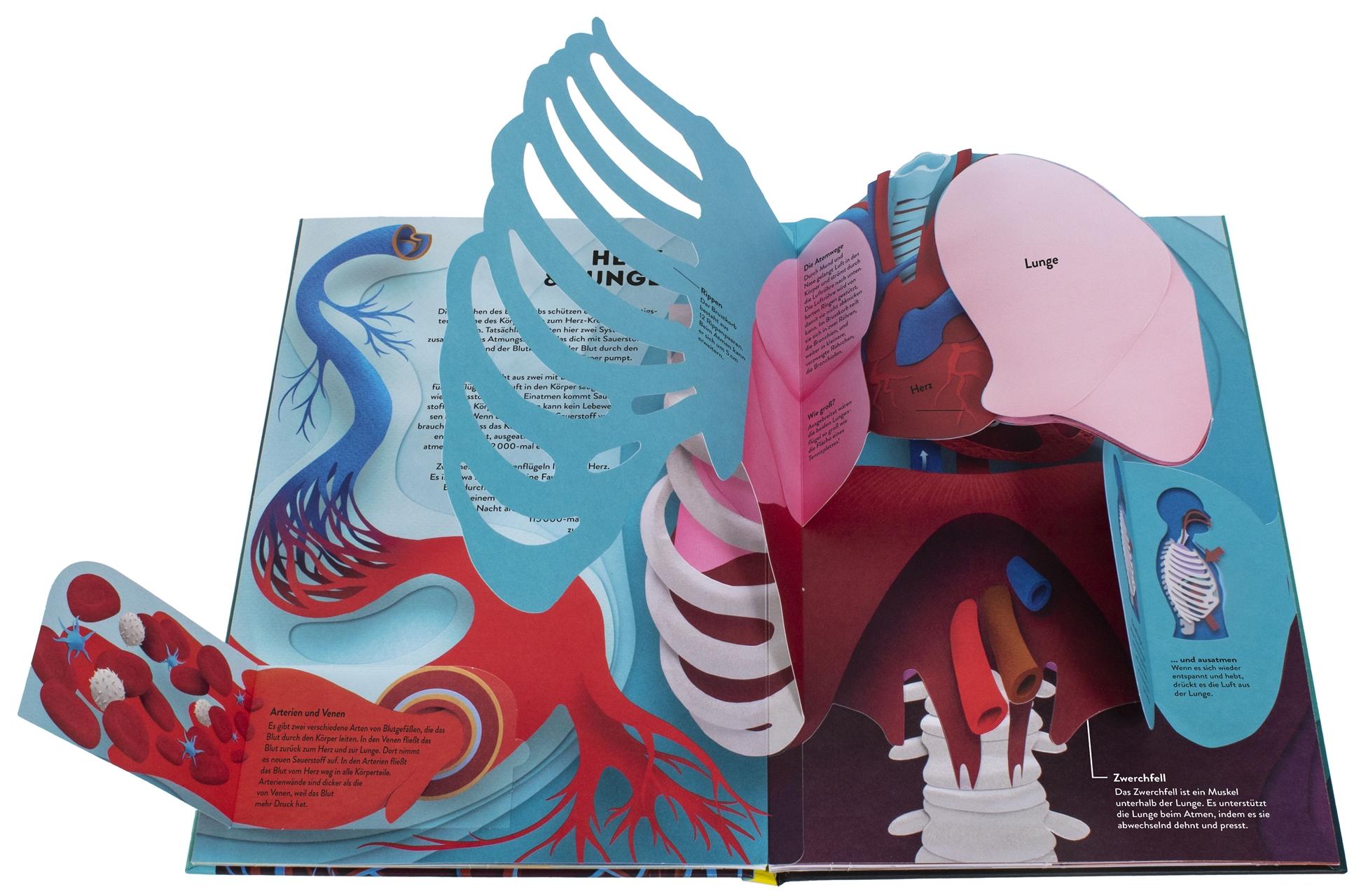 Beispielinhalt (Bild) Wissenswelten. Körper