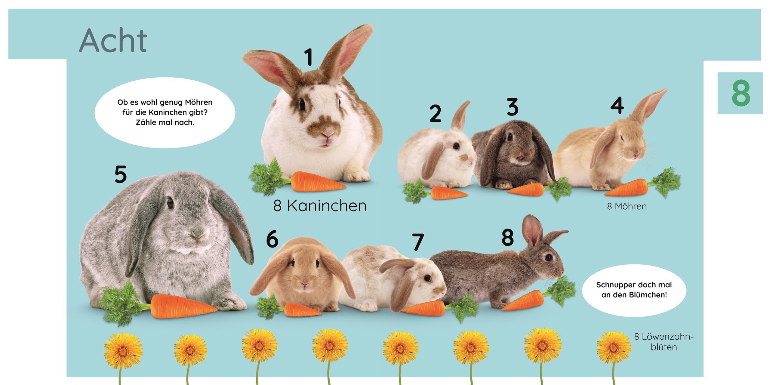 Beispielinhalt (Bild) Erstes Lernen. Zahlen