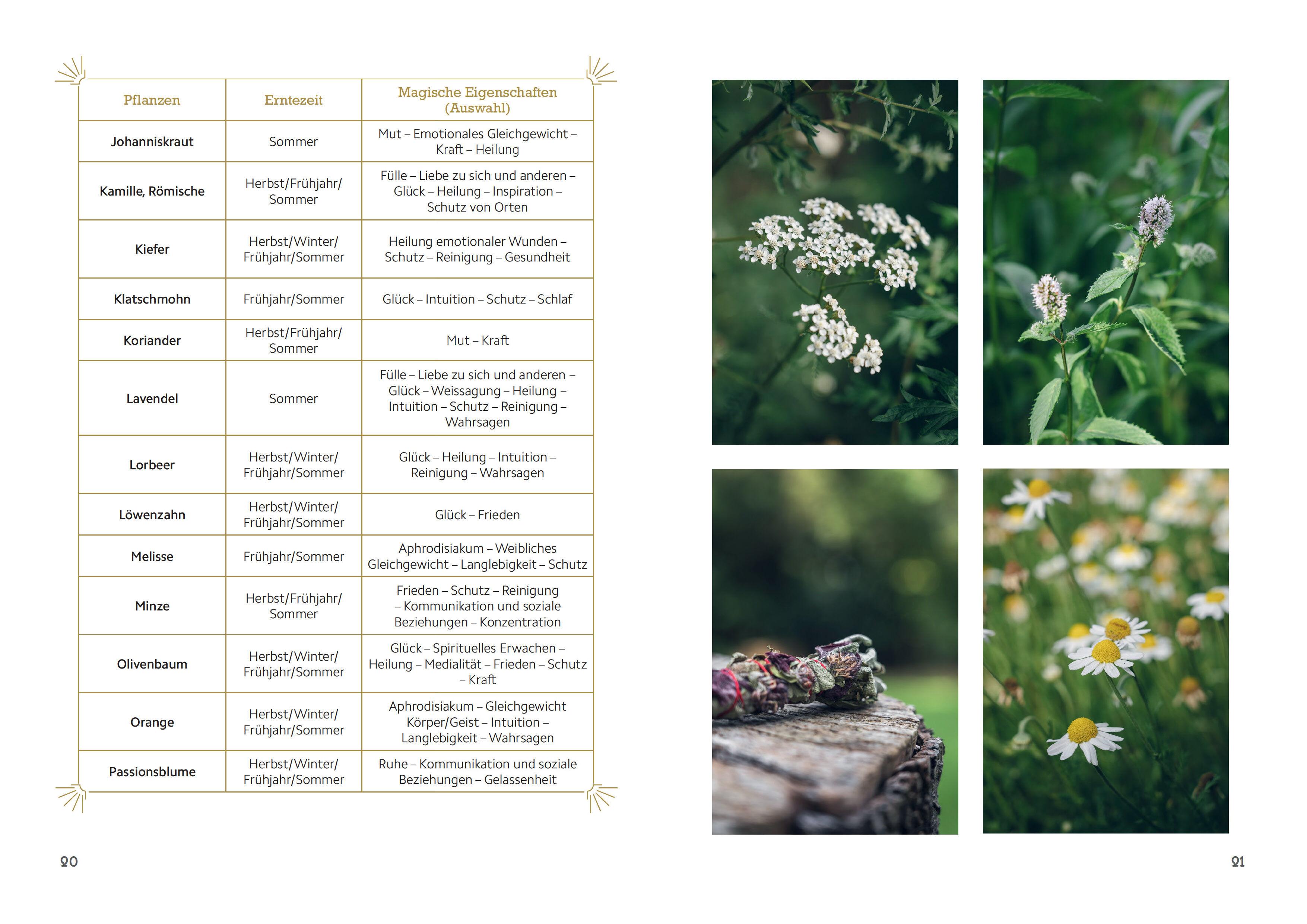 Beispielinhalt (Bild) Magische Rituale mit Räucherbündeln. Pflanzen durchs Jahr sammeln, trocknen, binden, weihen, räuchern