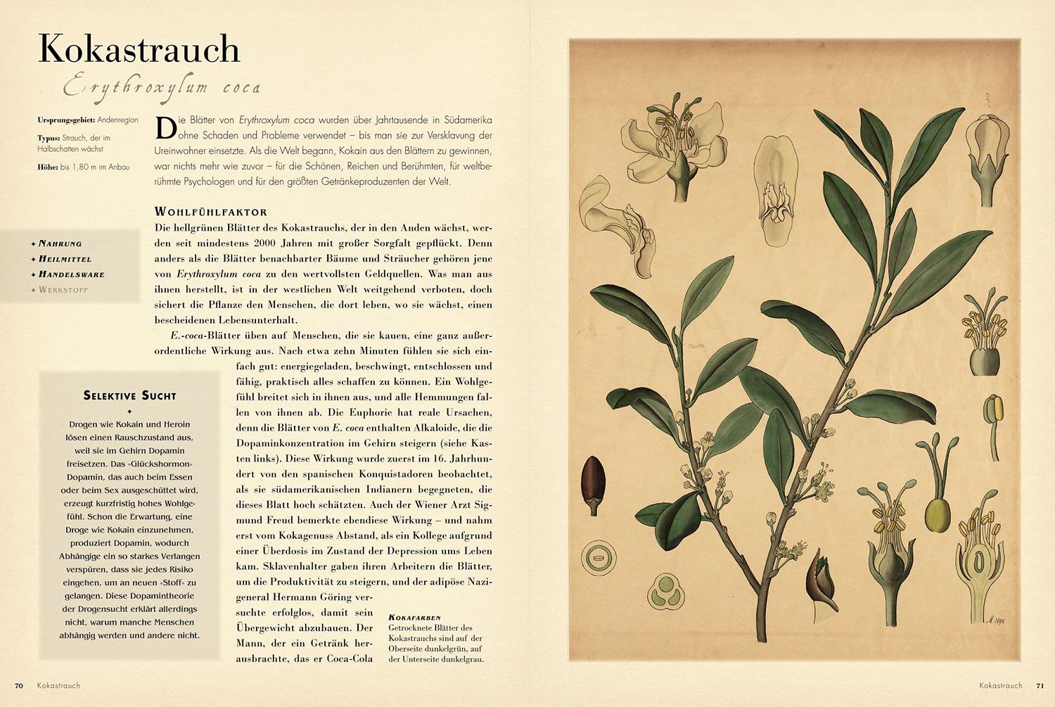 Beispielinhalt (Bild) 50 Pflanzen