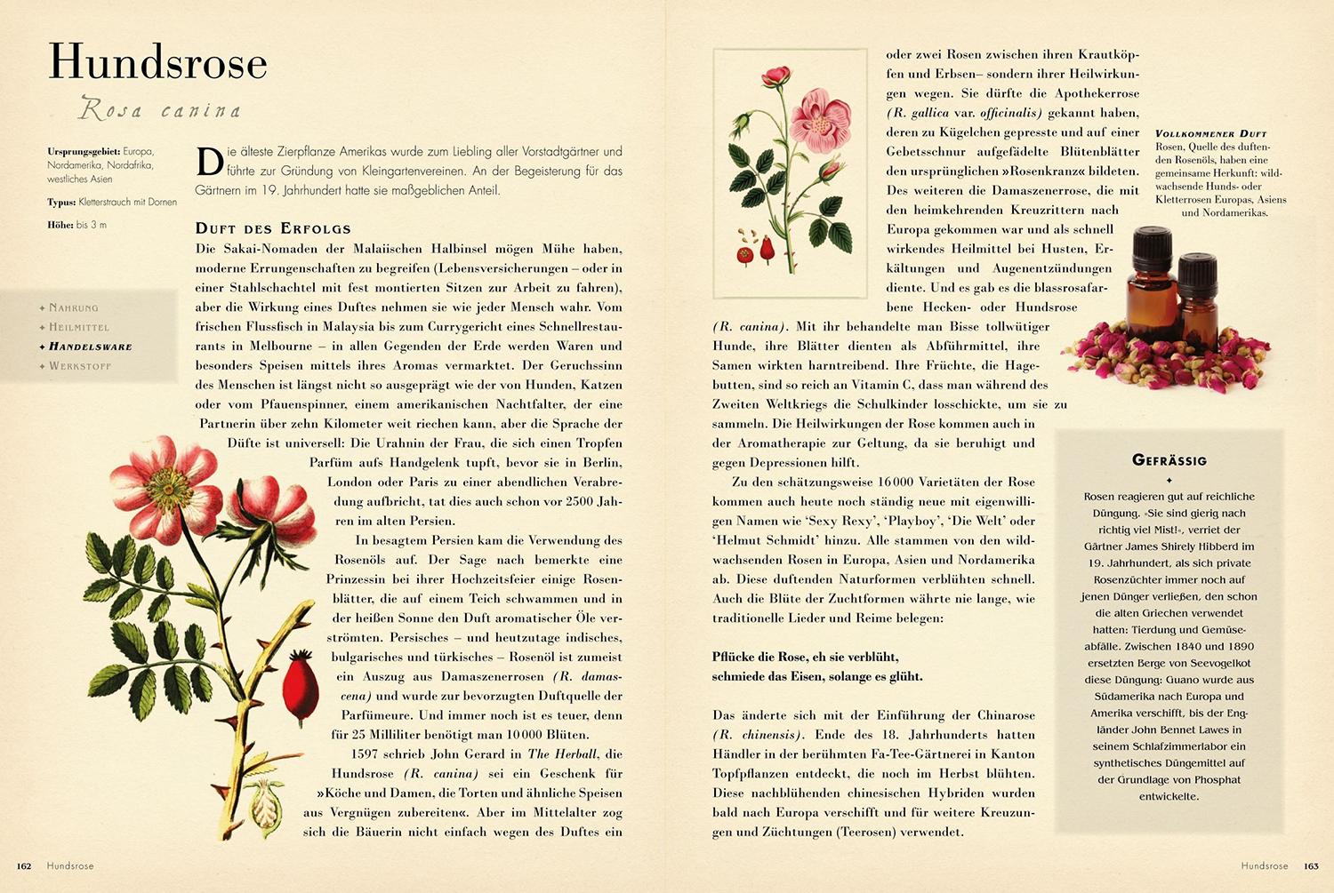 Beispielinhalt (Bild) 50 Pflanzen