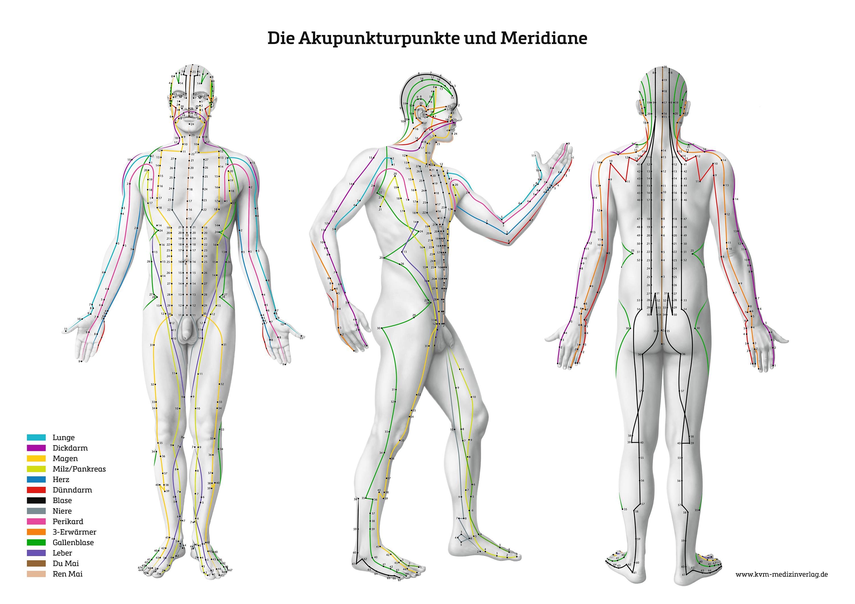 Vorderes Coverbild Lernposter - Die Akupunkturpunkte und Meridiane