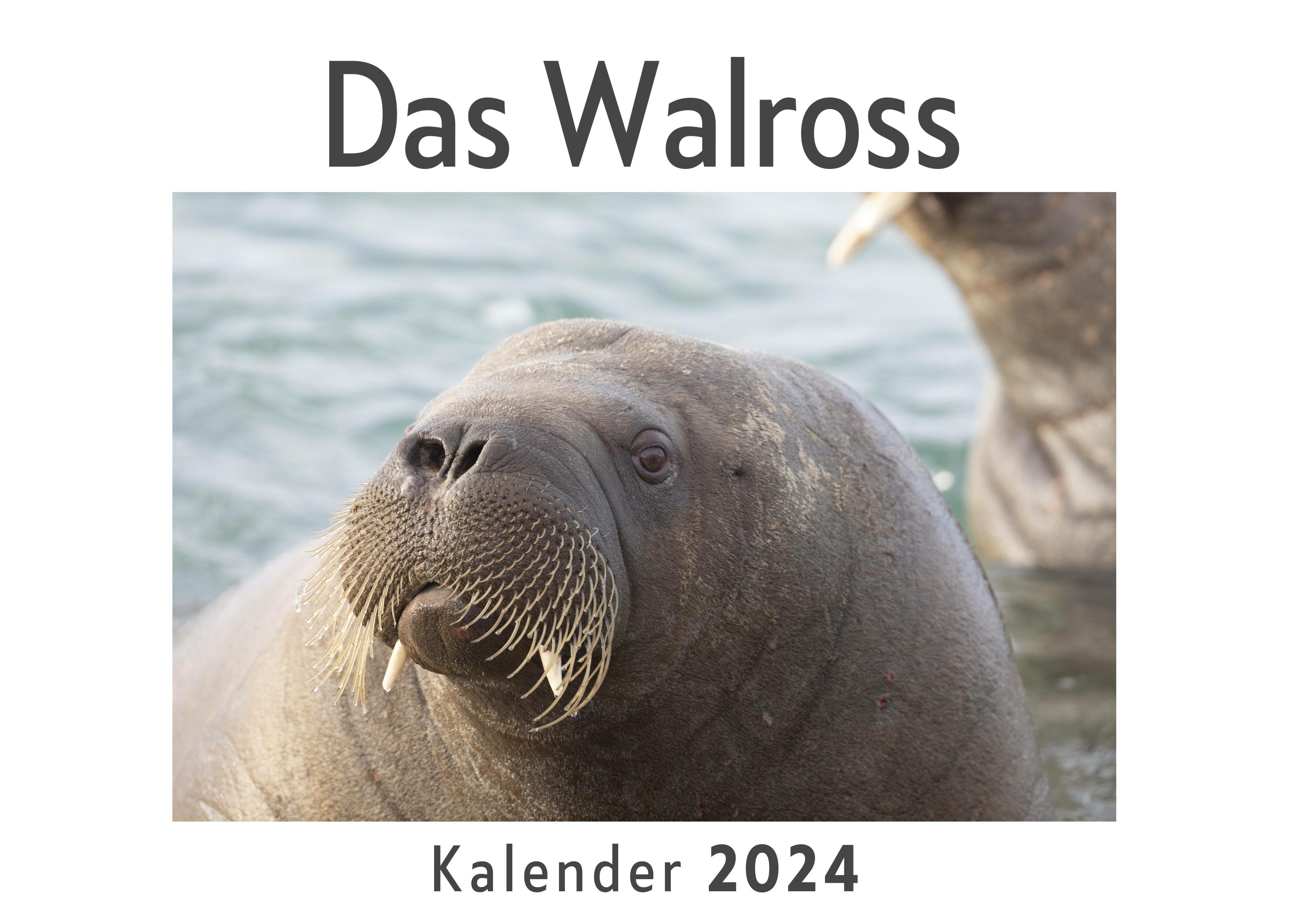 Vorderes Coverbild Das Walross (Wandkalender 2024, Kalender DIN A4 quer, Monatskalender im Querformat mit Kalendarium, Das perfekte Geschenk)
