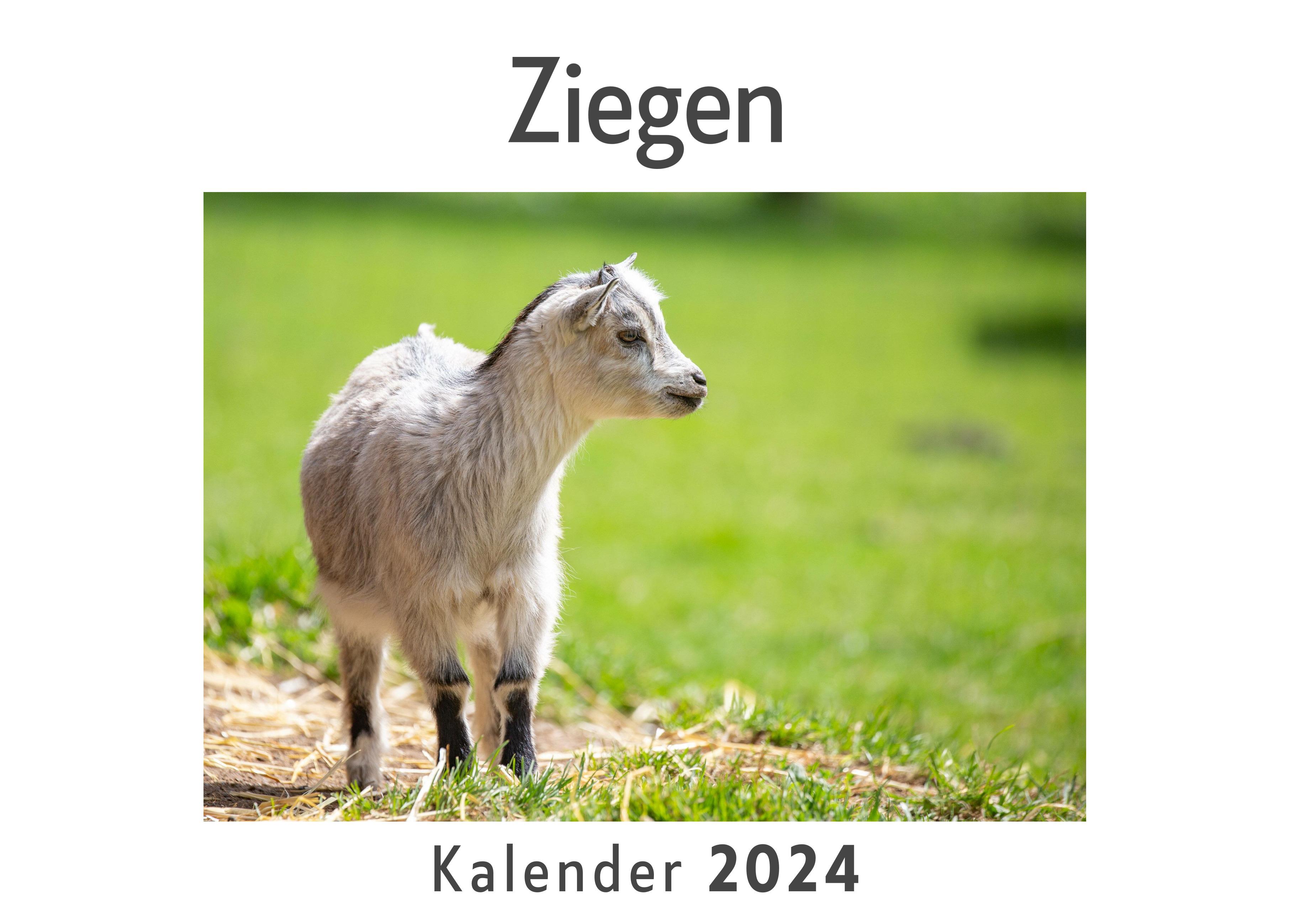 Vorderes Coverbild Ziegen (Wandkalender 2024, Kalender DIN A4 quer, Monatskalender im Querformat mit Kalendarium, Das perfekte Geschenk)