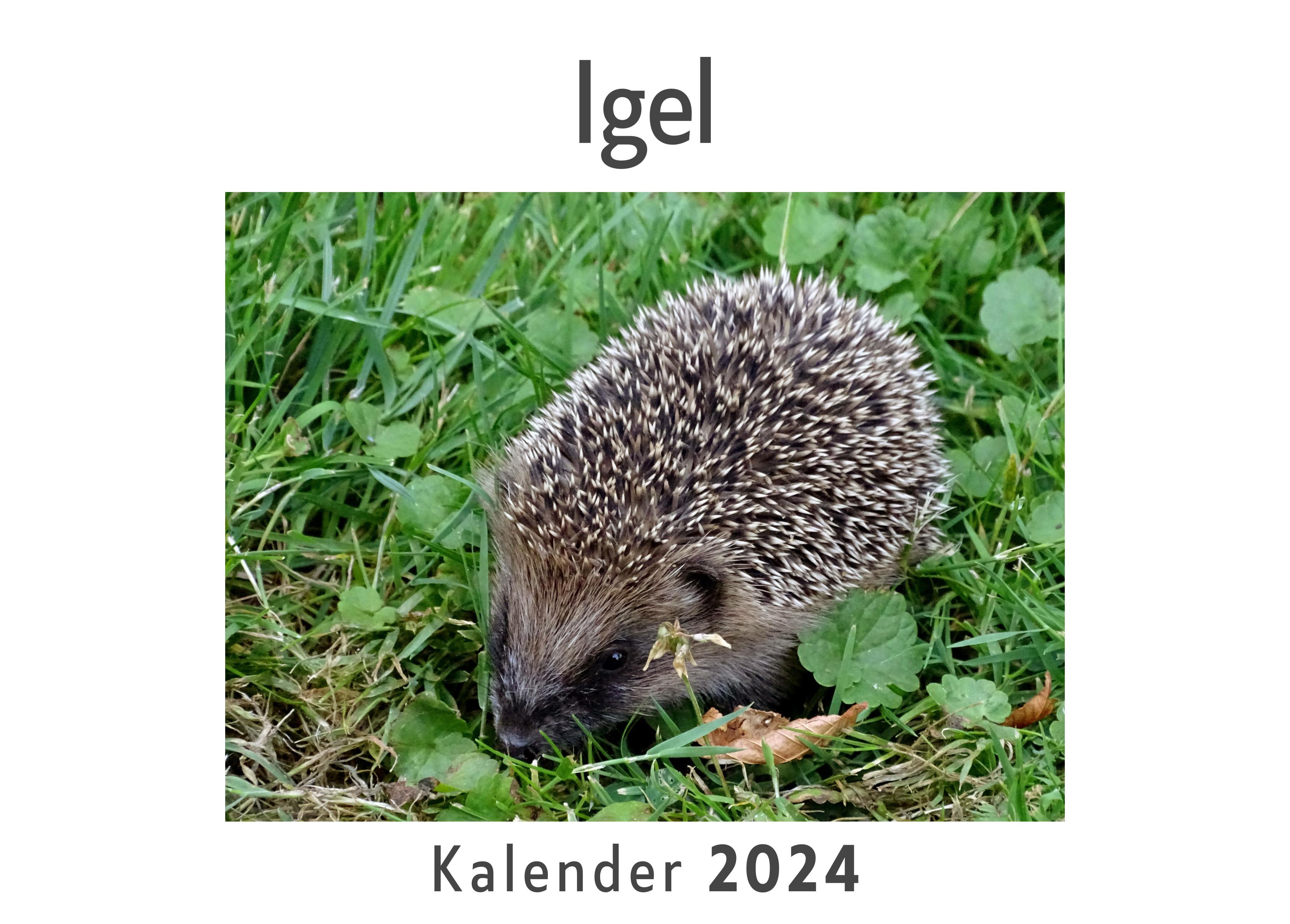 Vorderes Coverbild Igel (Wandkalender 2024, Kalender DIN A4 quer, Monatskalender im Querformat mit Kalendarium, Das perfekte Geschenk)