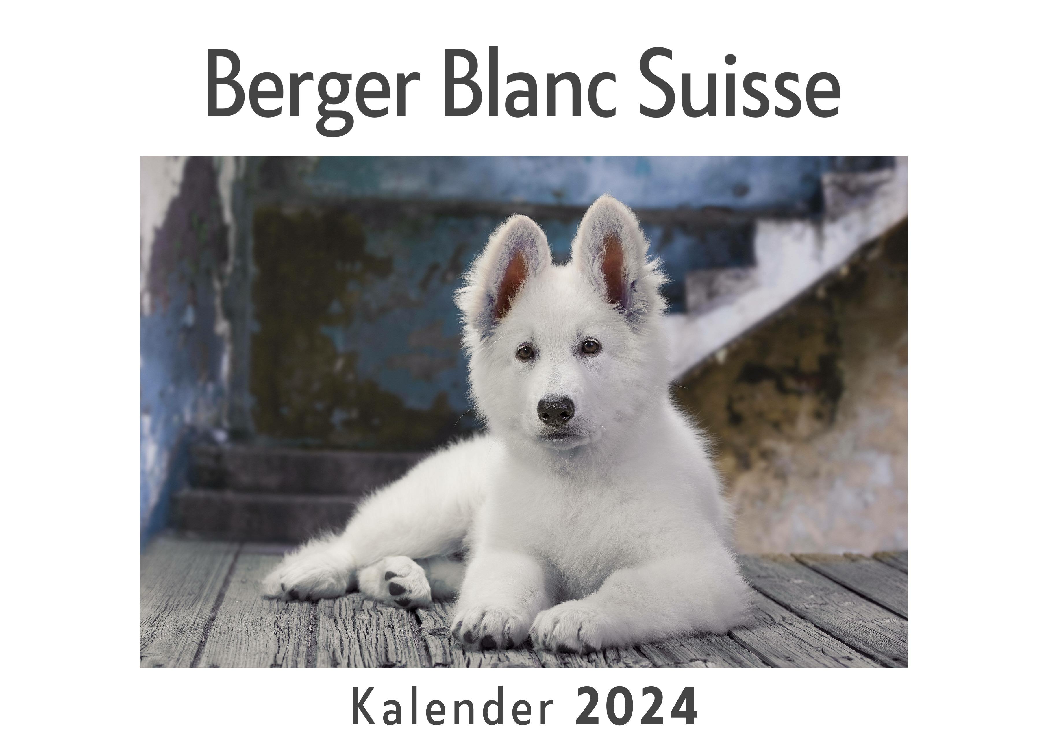 Vorderes Coverbild Berger Blanc Suisse (Wandkalender 2024, Kalender DIN A4 quer, Monatskalender im Querformat mit Kalendarium, Das perfekte Geschenk)