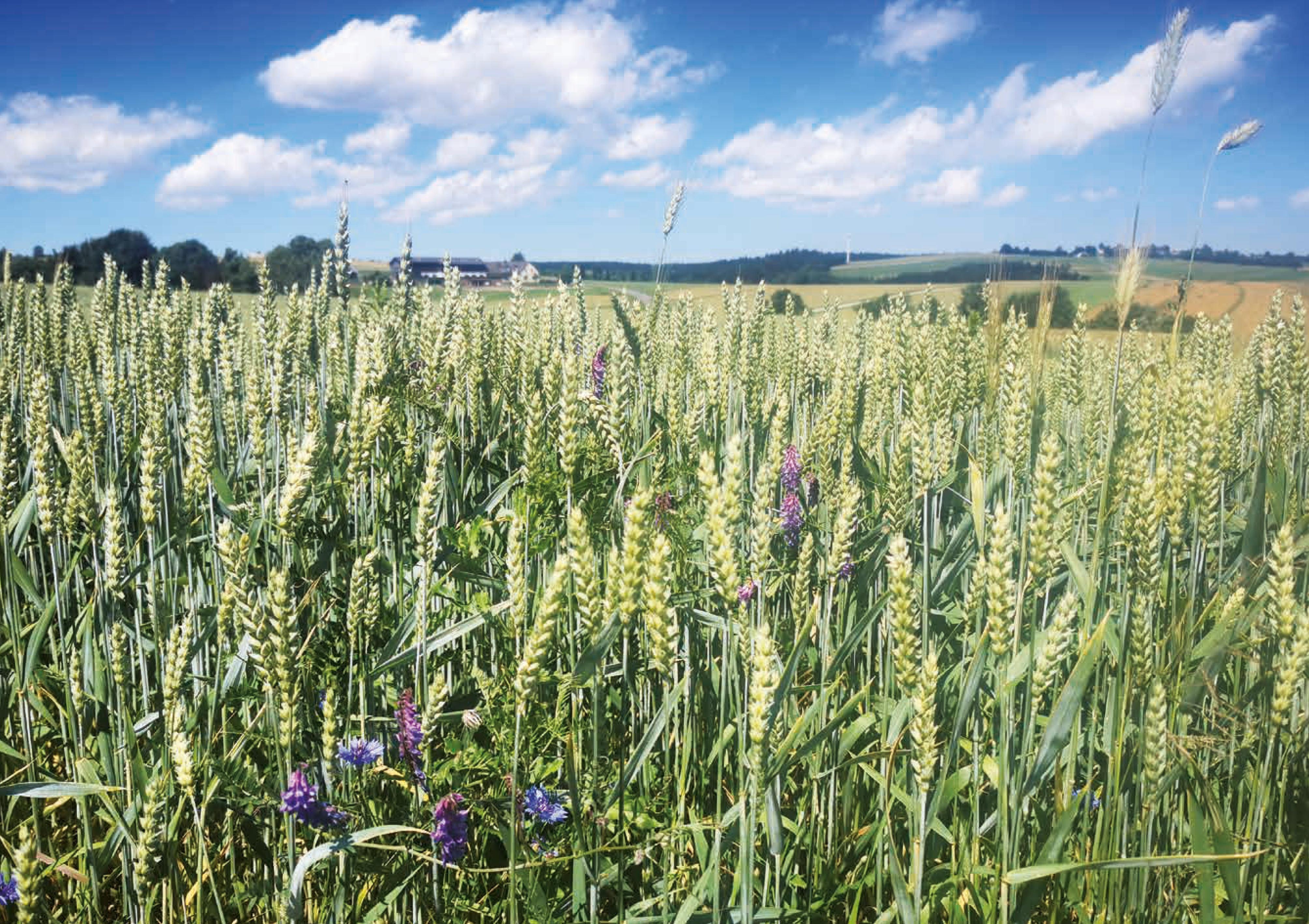 Beispielinhalt (Bild) Sehnsucht Weitwandern