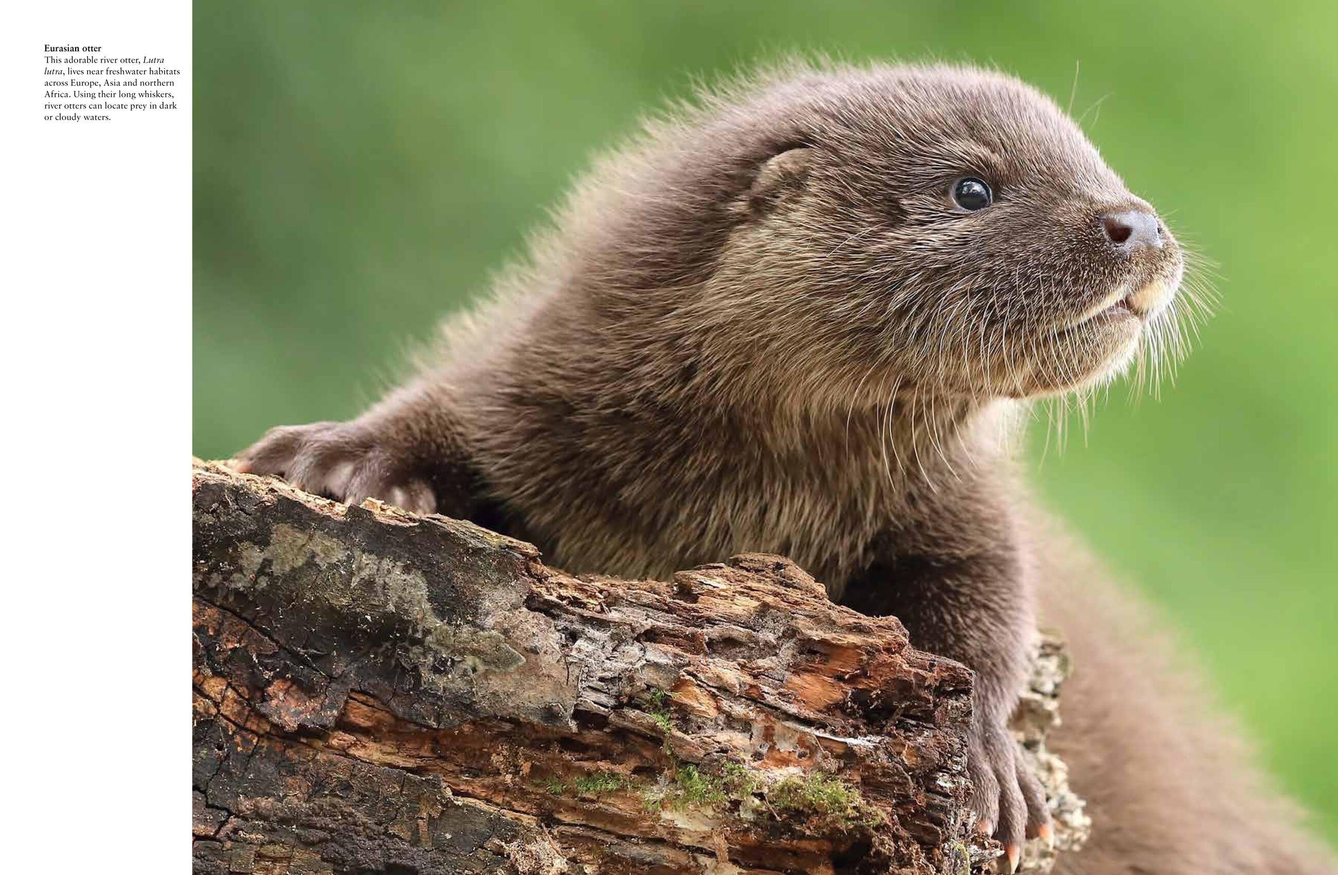 Beispielinhalt (Bild) Forest Animals