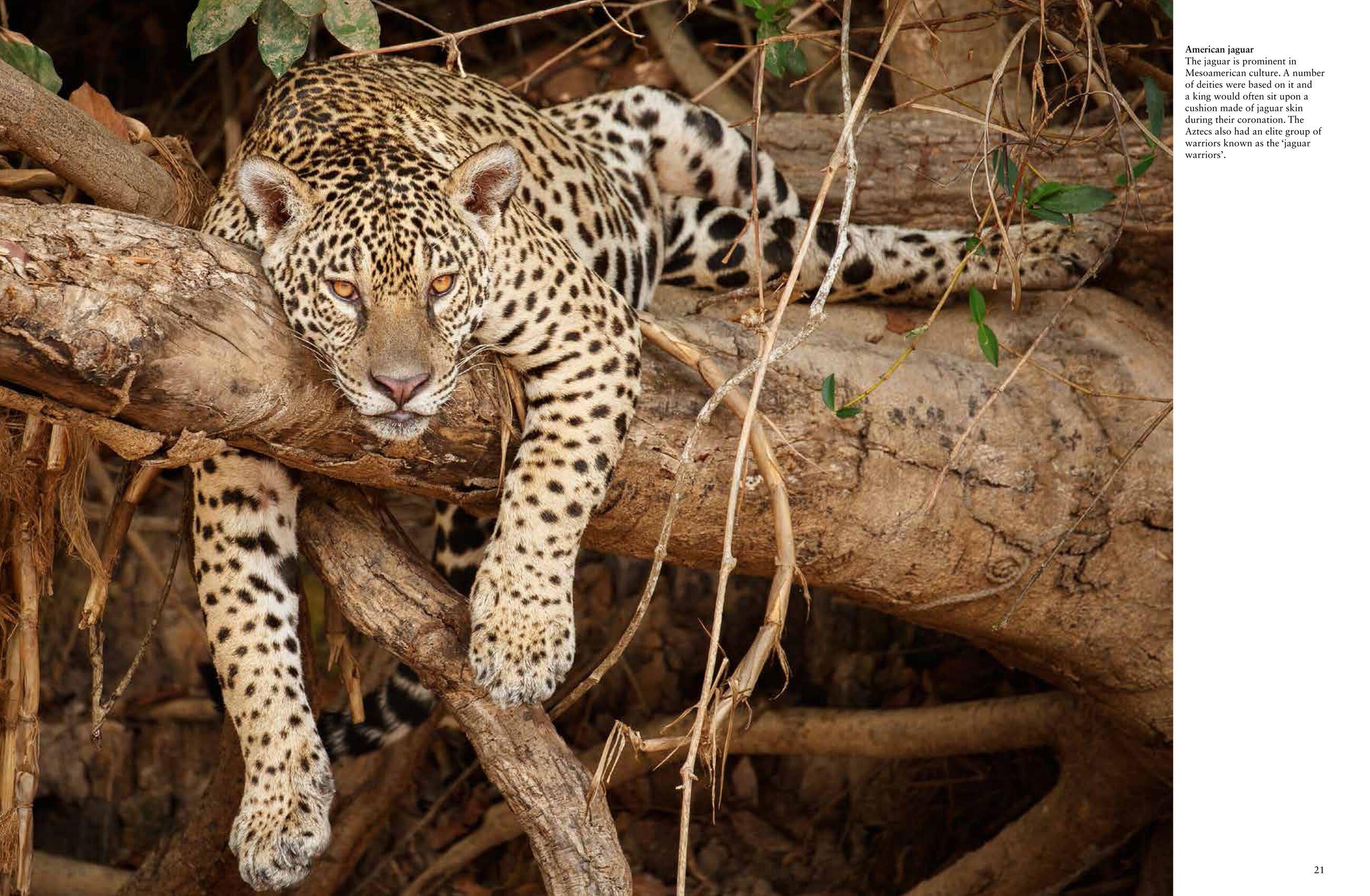 Beispielinhalt (Bild) Forest Animals