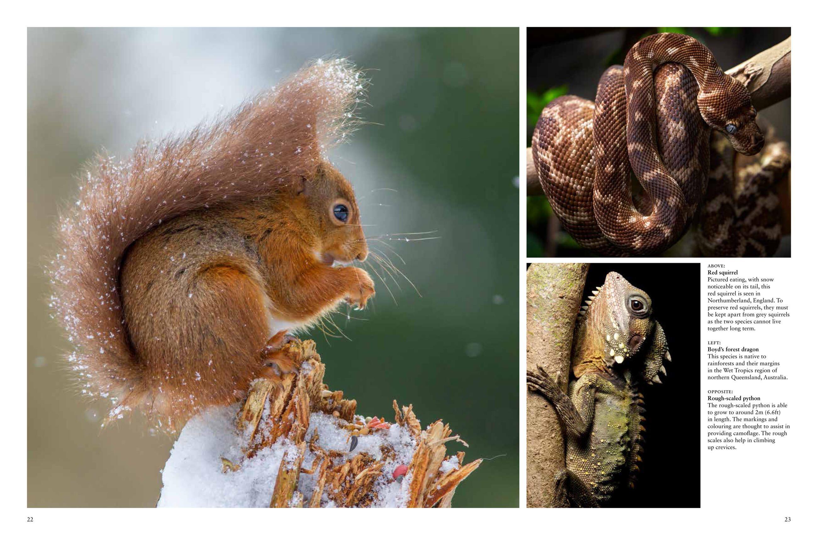 Beispielinhalt (Bild) Forest Animals