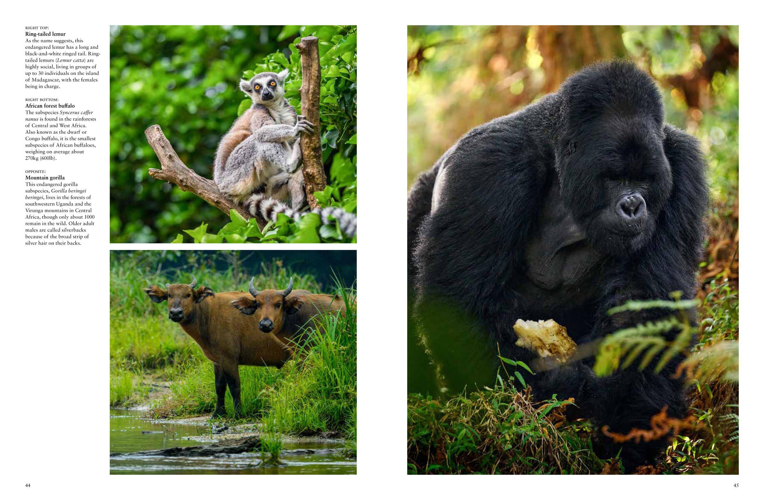 Beispielinhalt (Bild) Forest Animals